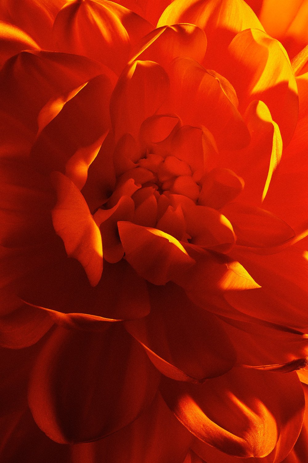 Macro close-up of vibrant orange dahlia flower petals with warm golden lighting