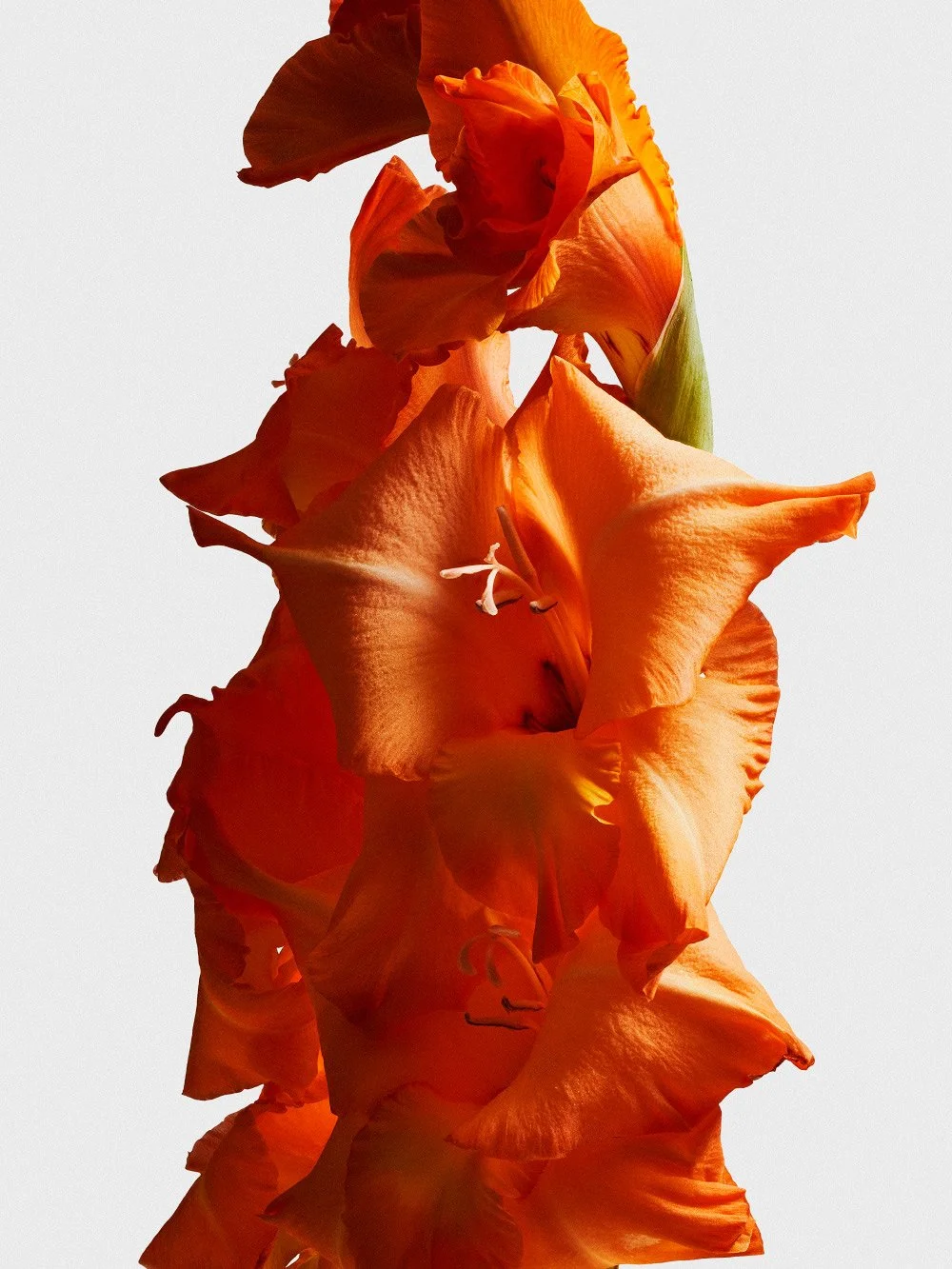 Vibrant orange gladiolus flower stem with ruffled petals against a clean white background.