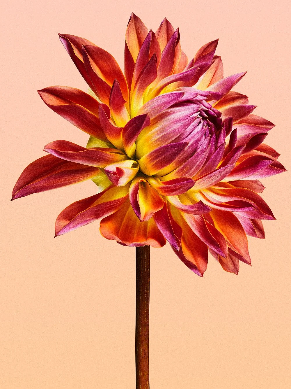 A vibrant pink and yellow dahlia flower in full bloom against a solid peach background.