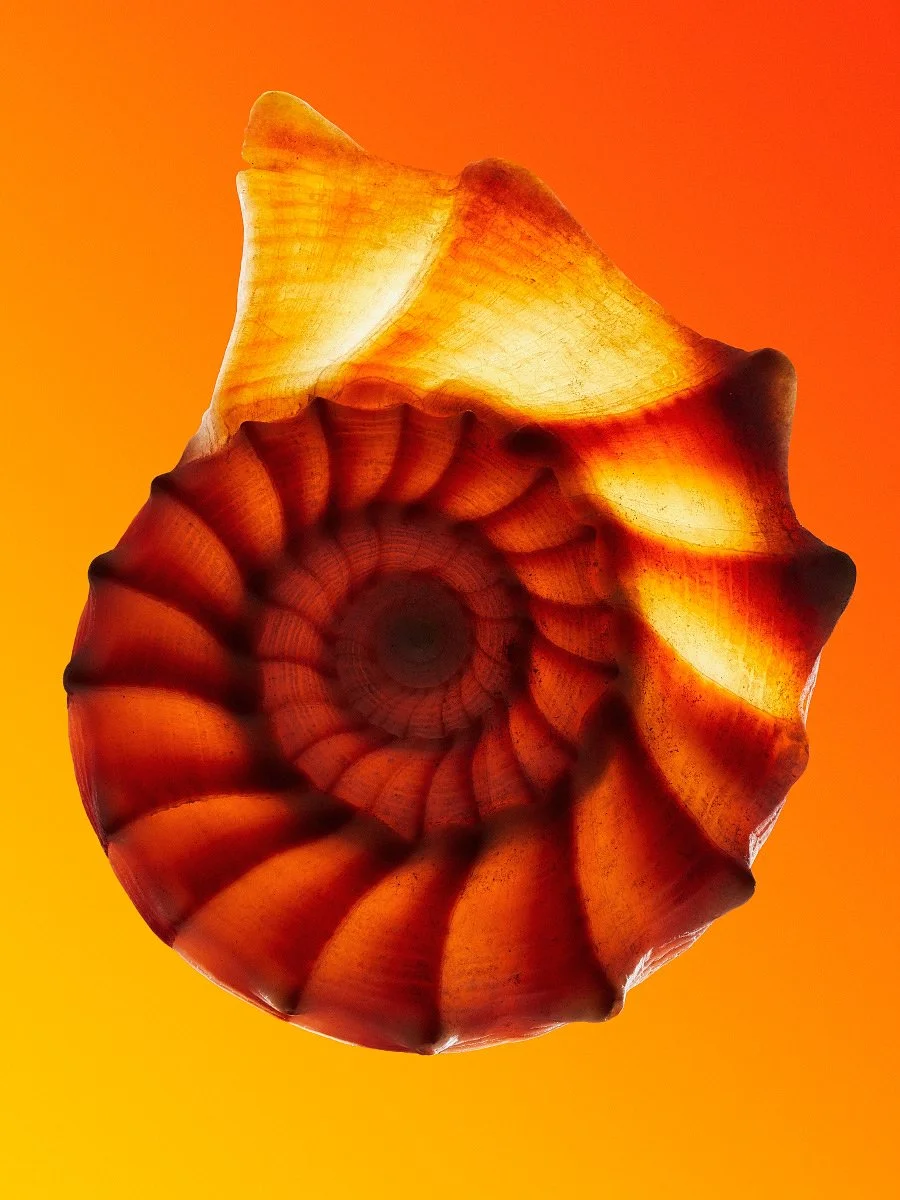 Translucent spiral seashell backlit against a vibrant orange and yellow gradient background showing intricate ridges.