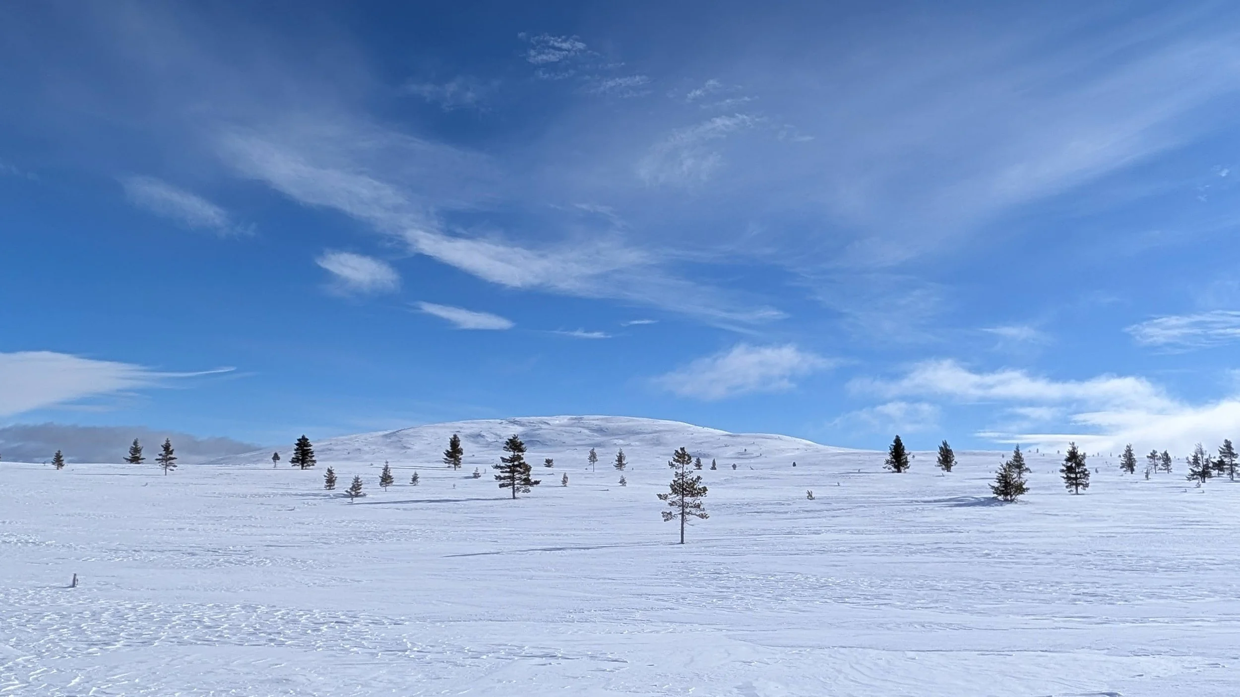 Snow-covered landscape with small trees scattered across the field under a bright blue sky with wispy clouds.