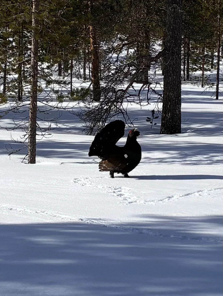 A wild turkey standing on snow-covered ground in a forested area with pine trees.