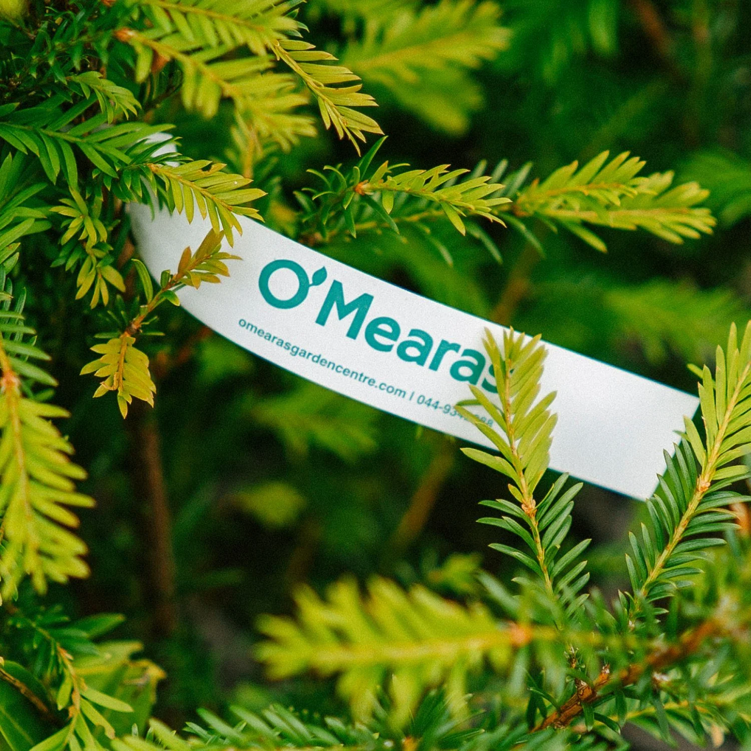 omearas-4.jpg