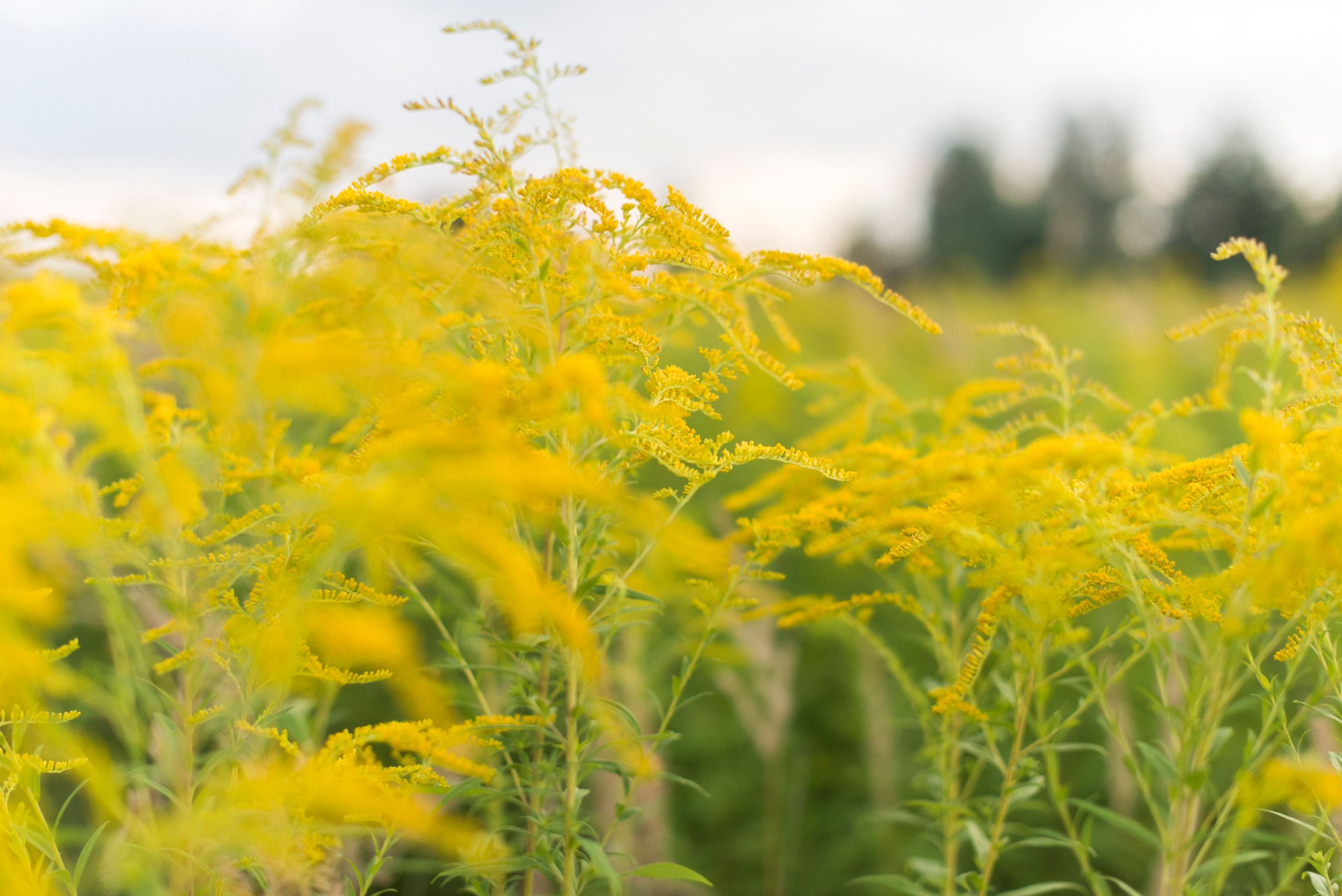 Breathe Easy This Hay Fever Season: How Essential Oils May Help