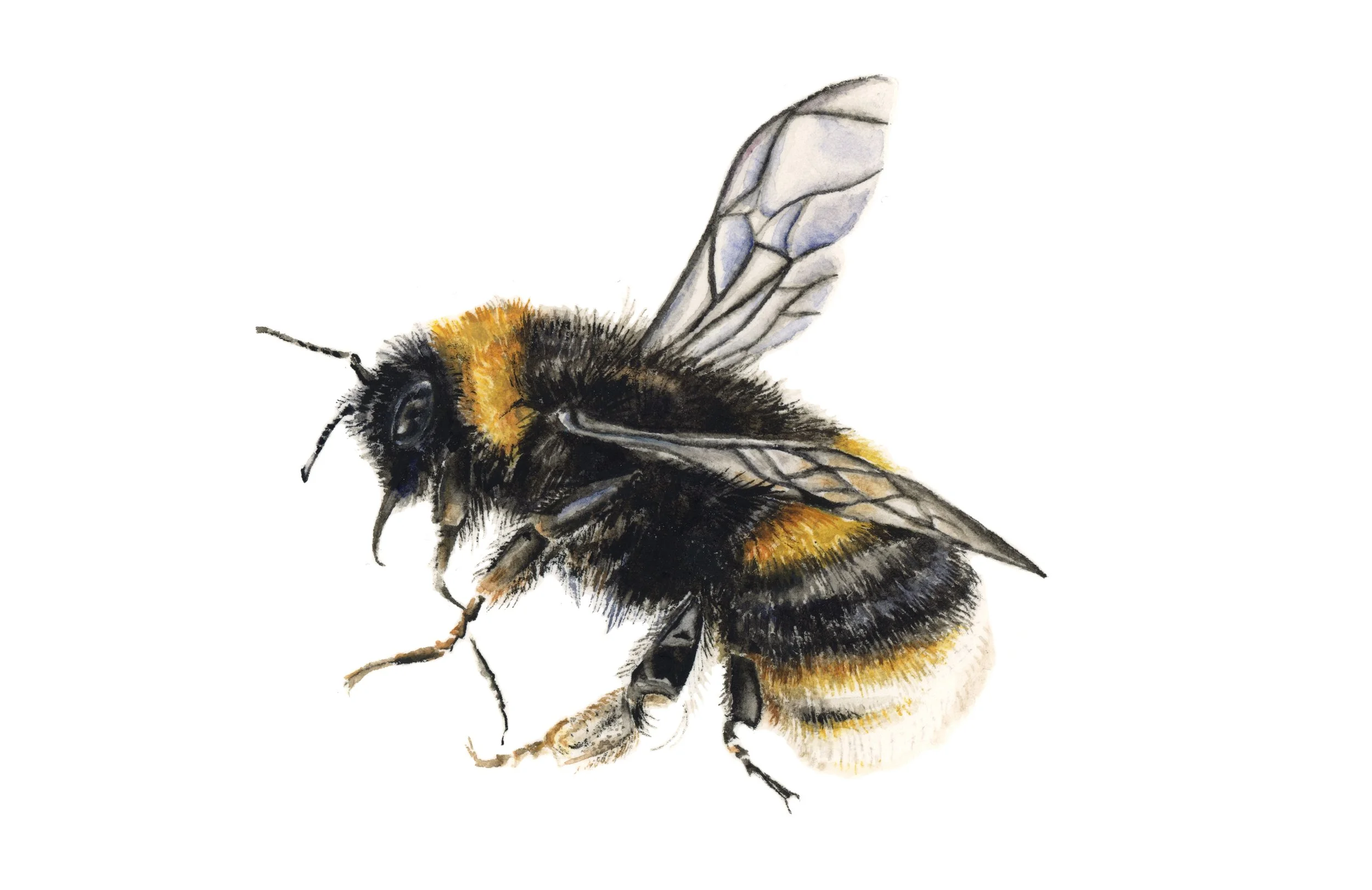 'White-tailed Bumblebee' (bombus lucorum) 2026, watercolour on paper, 10x15cm