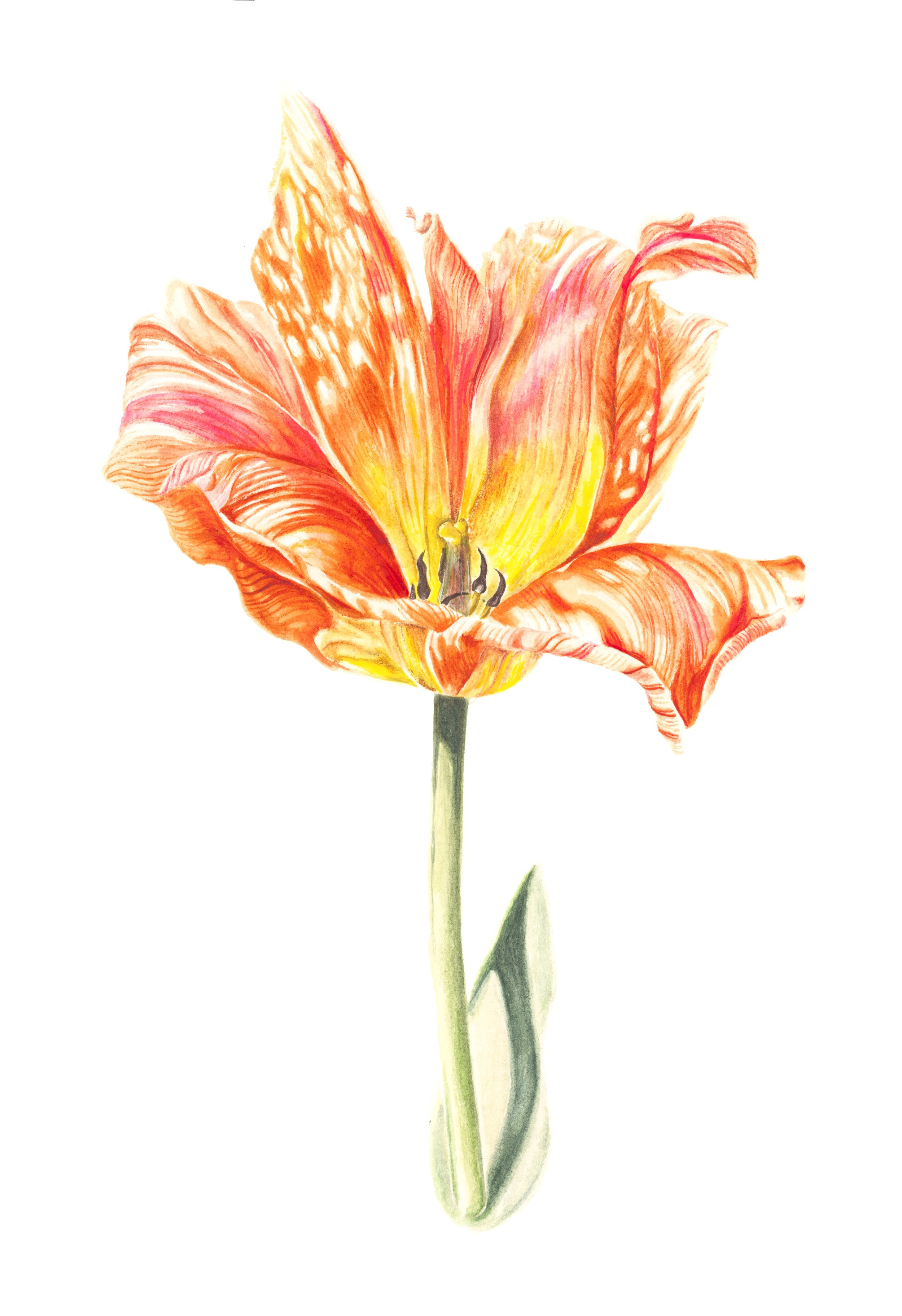 'Orange Emperor' 2025, watercolour on paper, 18x26cm, £220
