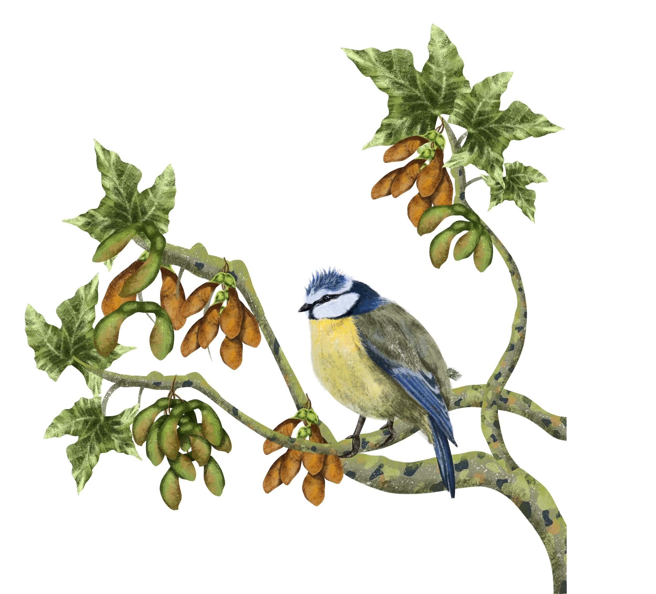 Blue Tit in a Sycamore Tree (2024) digital design for Famileco