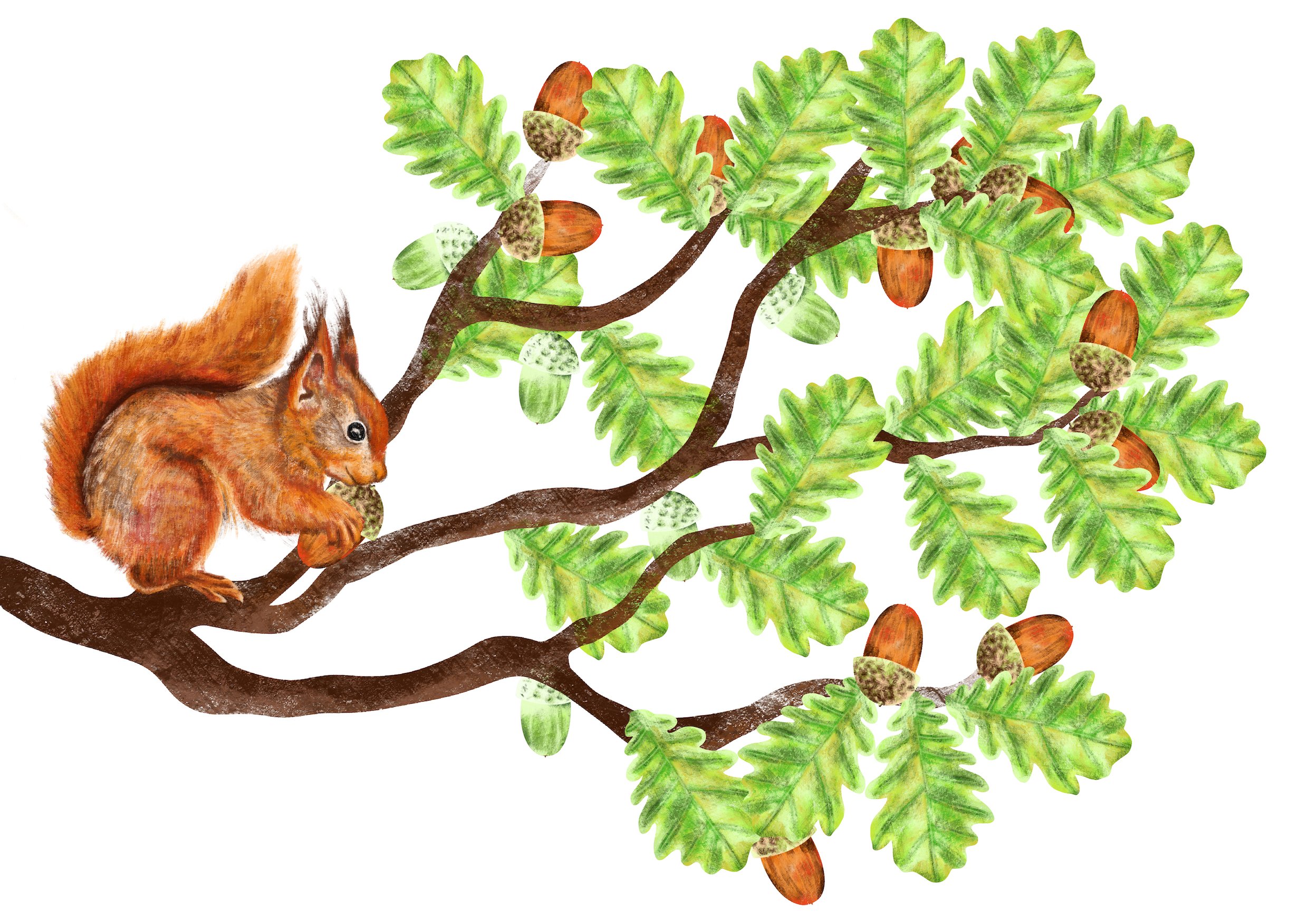 Red Squirrel in an Oak Tree (2024) digital design for Famileco
