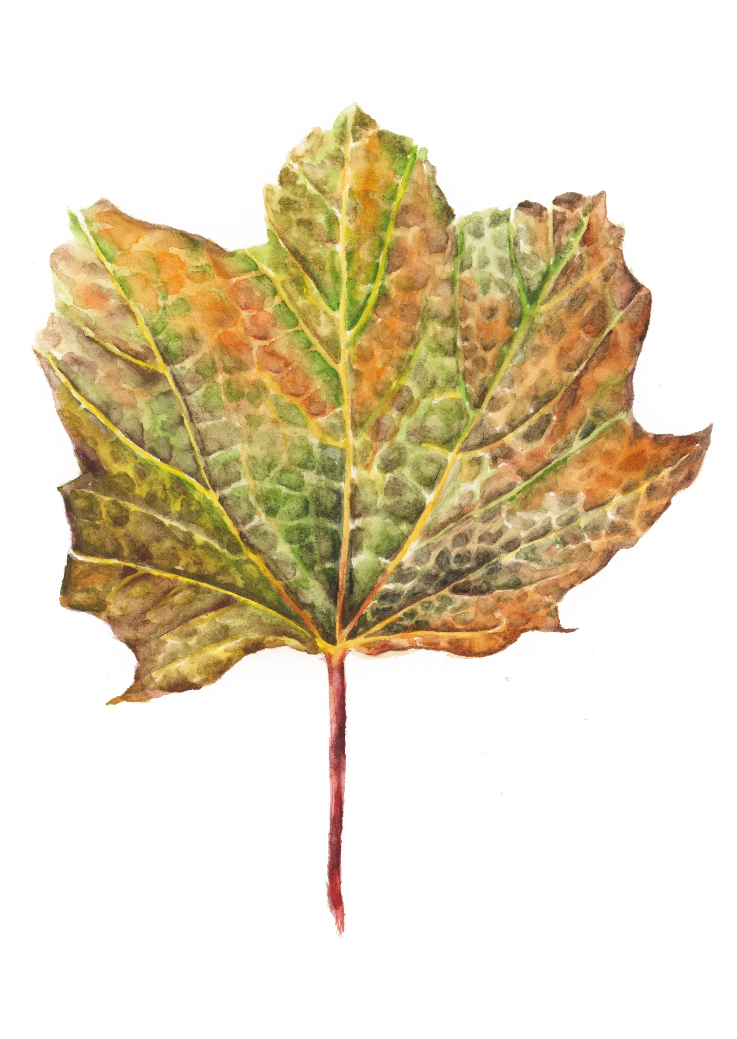 'Sycamore leaf study III' (acer 
pseudoplatanus) watercolour on paper, 10x15cm, £90