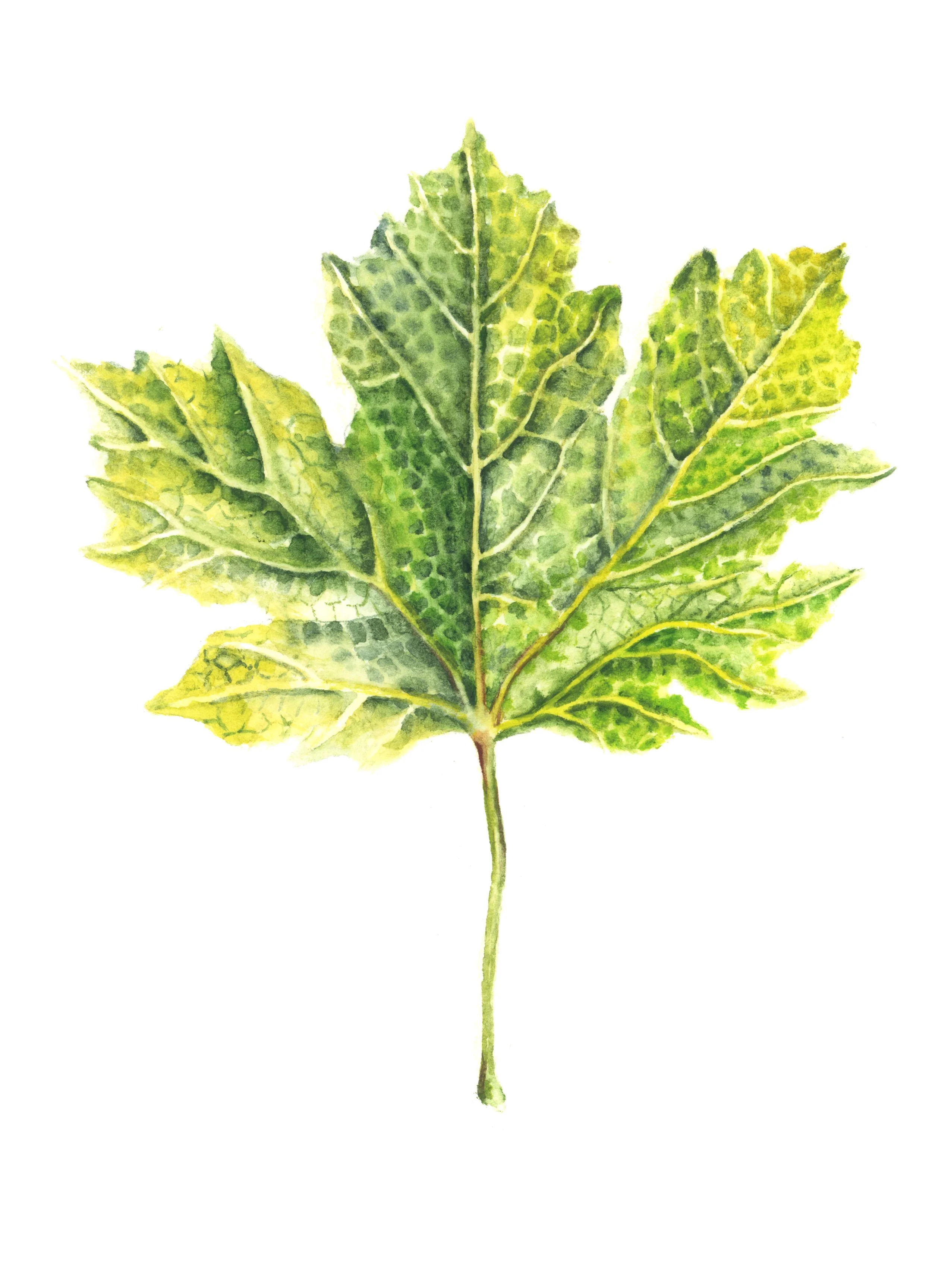 'Sycamore leaf study IV' (acer 
pseudoplatanus) watercolour on paper, 10x15cm, £90