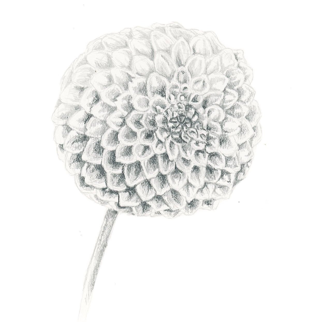 Dahlia+study+copy.jpg
