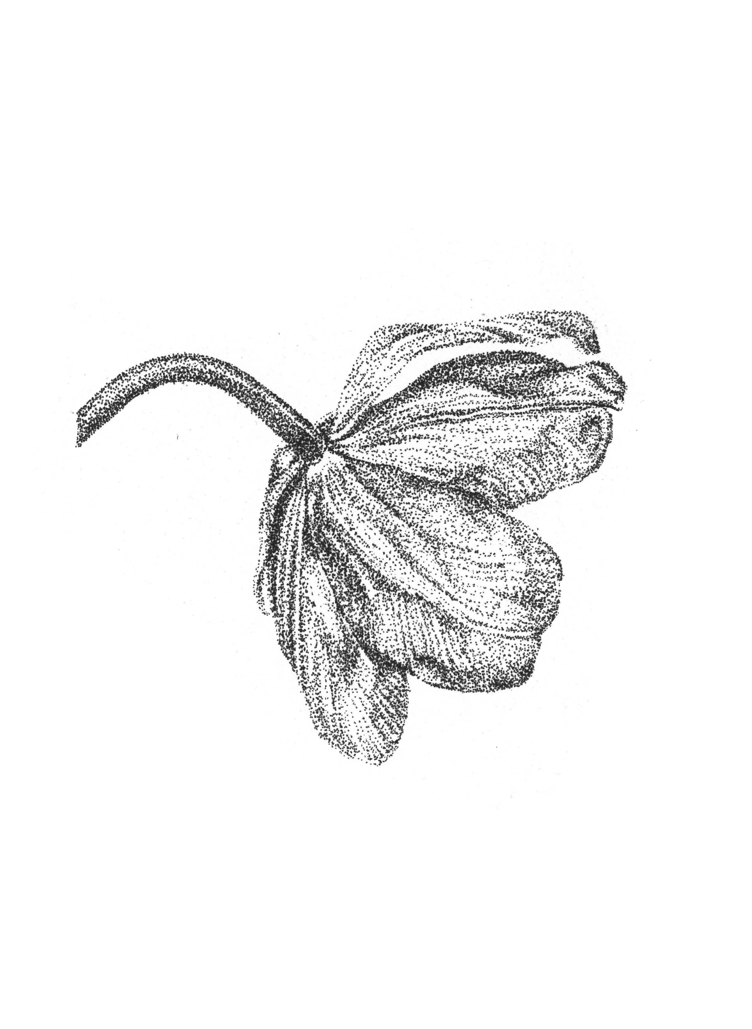 'Garden Tulip study III' 2025, ink on handmade deckled-edge paper, 18x26cm, available at Sunny Bank Mills Gallery Shop