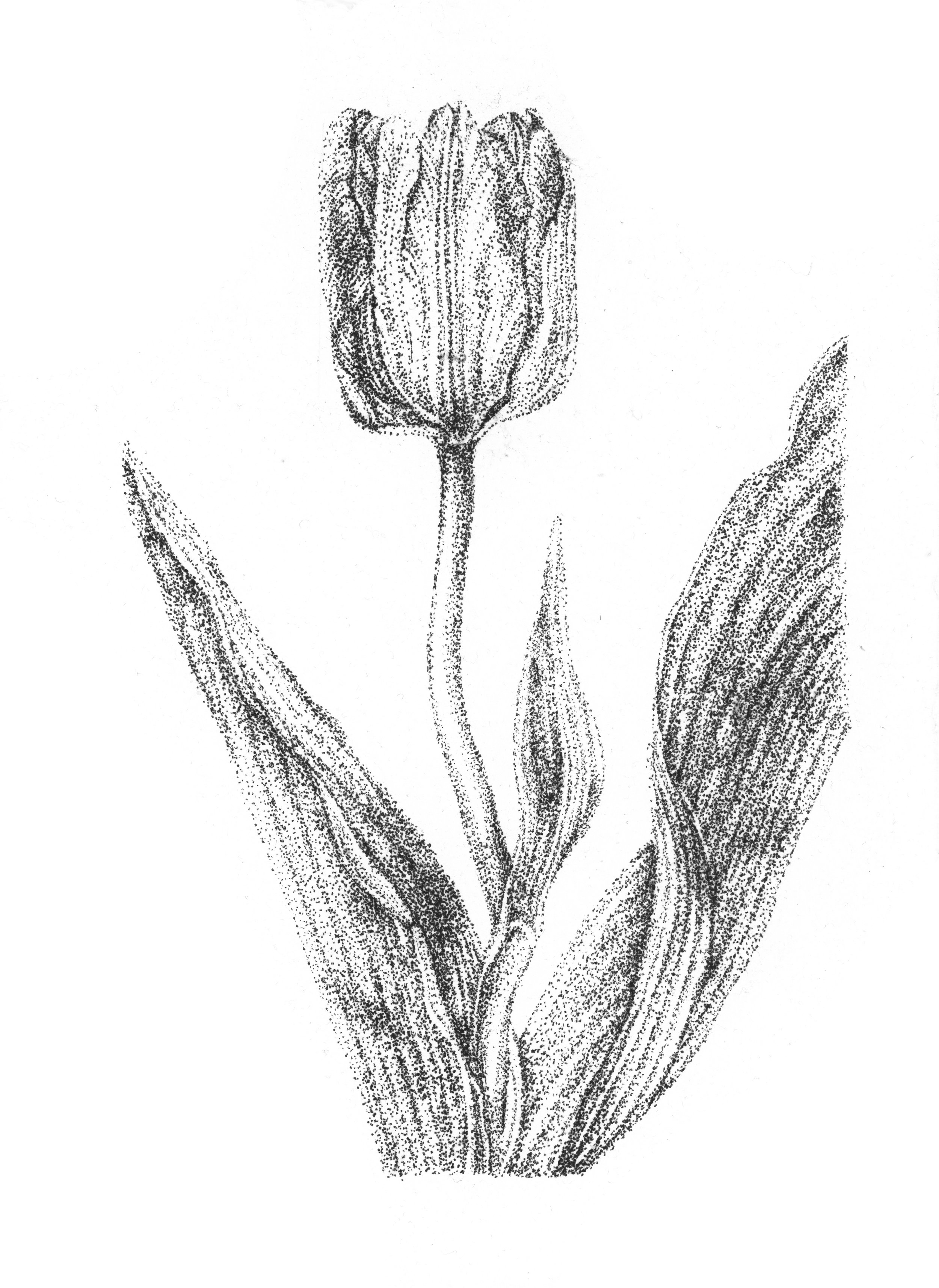 'Garden Tulip study II' 2025, ink on handmade deckled-edge paper, 18x26cm, available at Sunny Bank Mills Gallery Shop