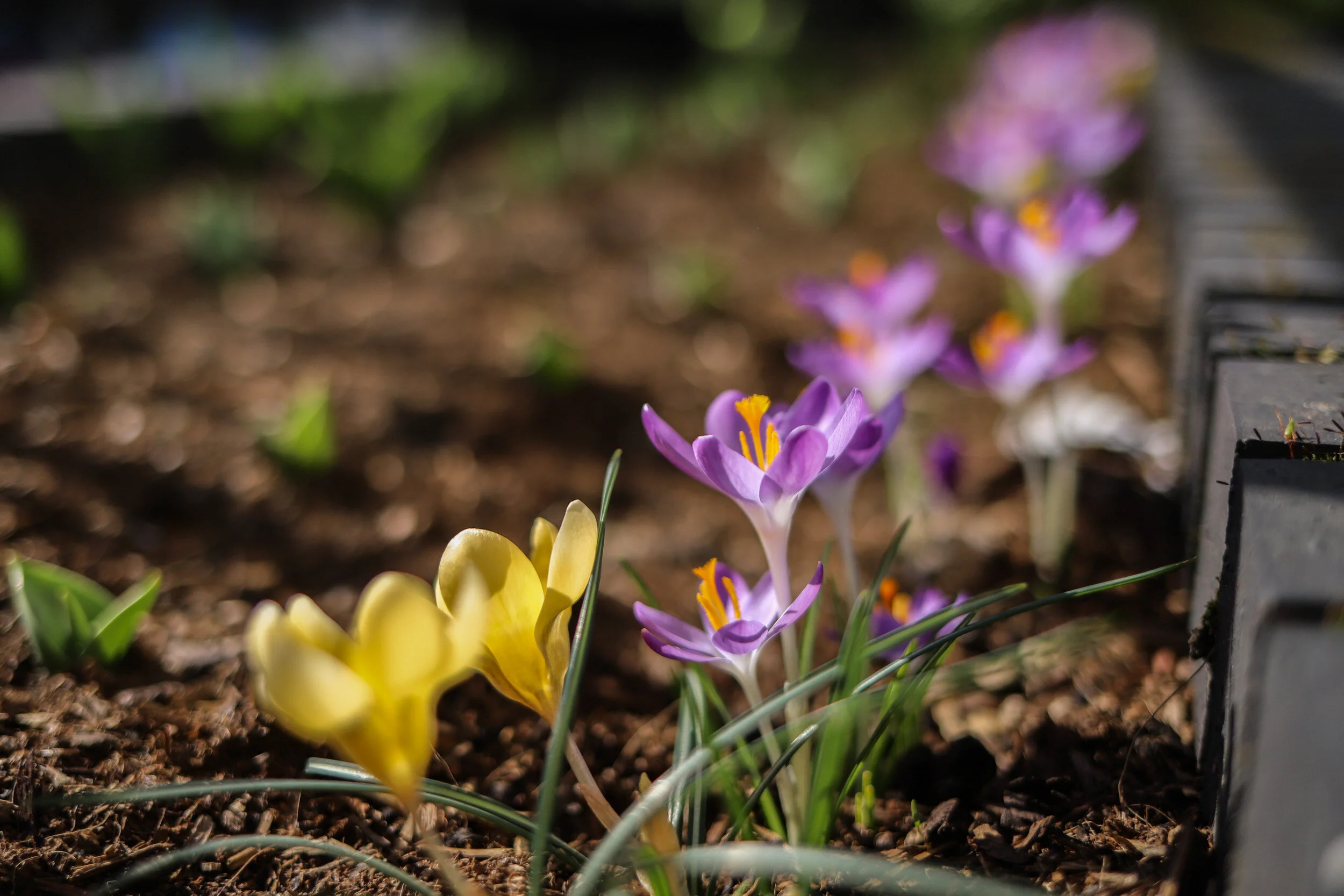 Spring has sprung!