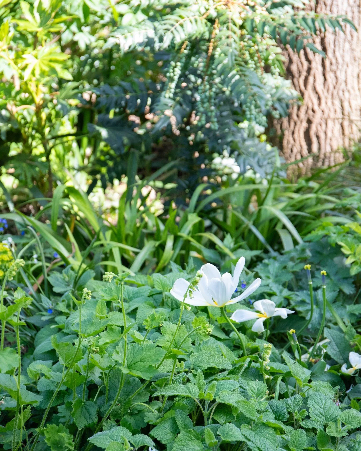 Spring is officially here, and our Well-beeing Garden is showing it off 🦋

Our Well-beeing Garden is a community space available for patients at the James Wigg Practice to use whilst waiting for appointments. 

There is an ever-growing body of scien
