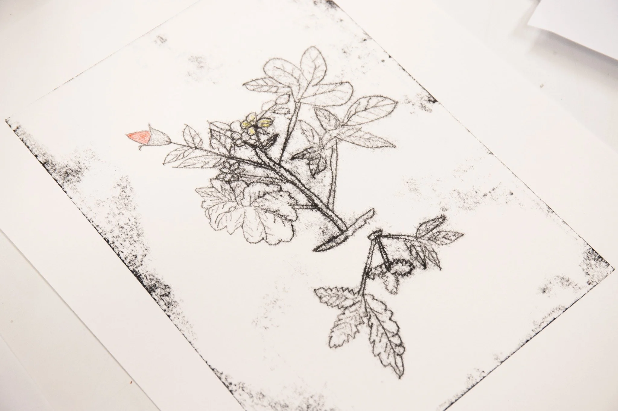 Last week, Social Shapla created beautiful botanical mono-prints, perfect for the warming weather ahead of us ☀

Nature is core to the visual appreciations of our Social Shapla group, and last week reminded us of why nature, in person or in mono-prin