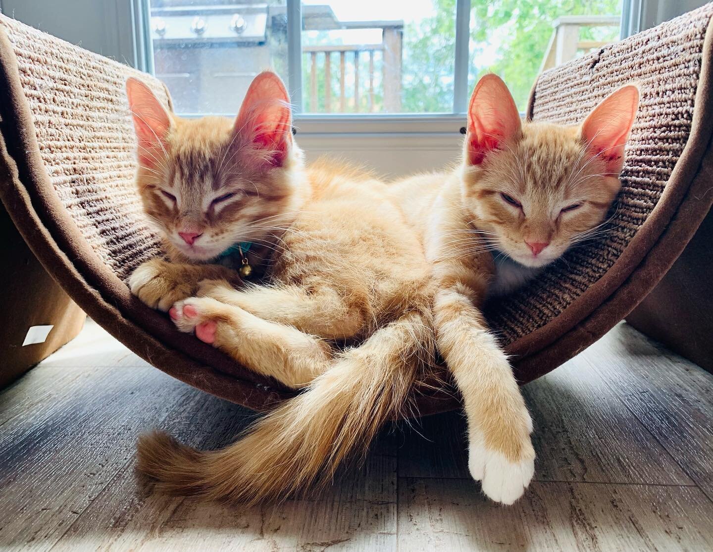 Lazy Sunday feels with Sully &amp; Ollie 😻 #catsofinstagram #catstagram #kittensofinstagram #catlife