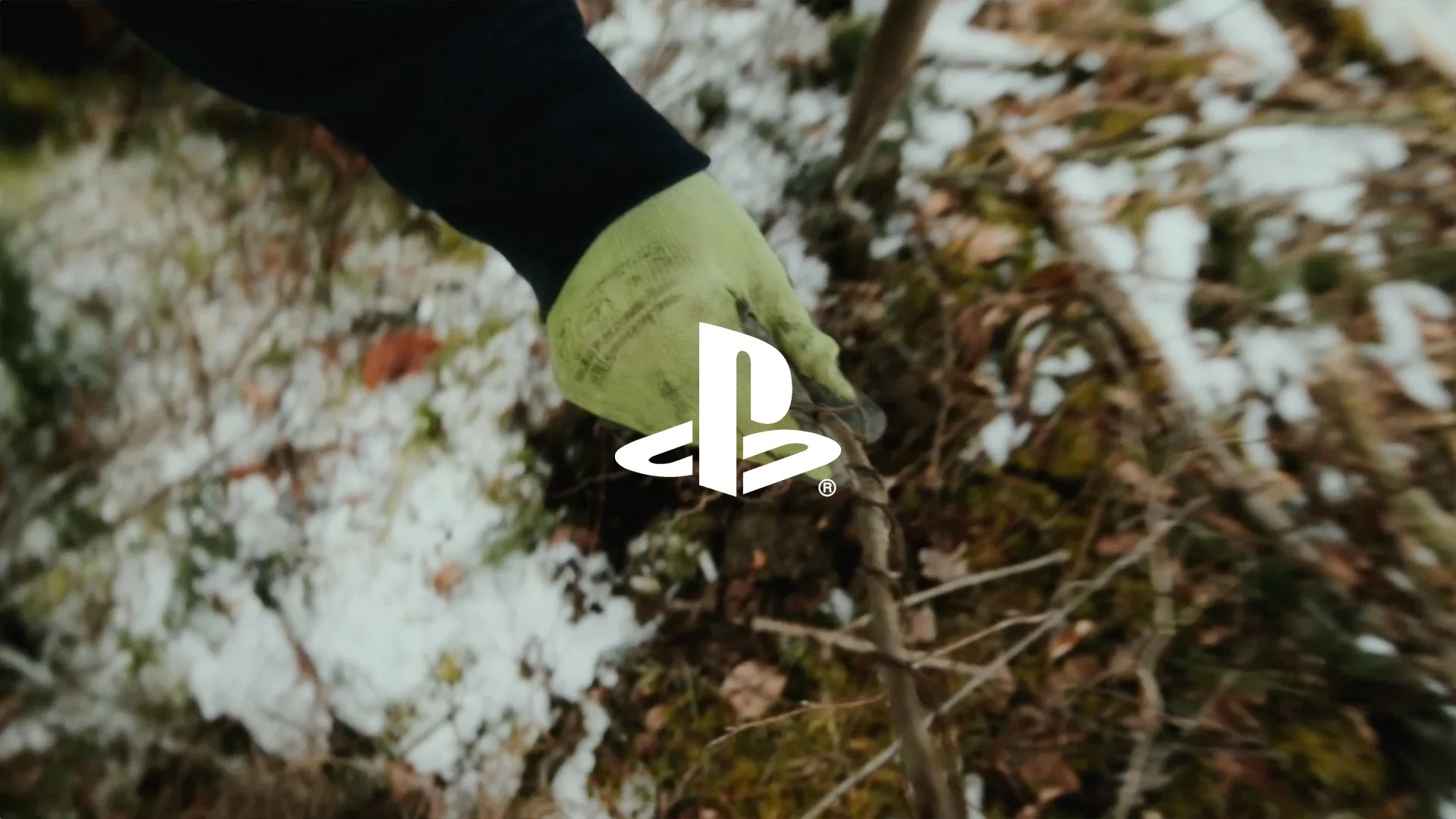 PLAYSTATION - ALOYS FOREST
