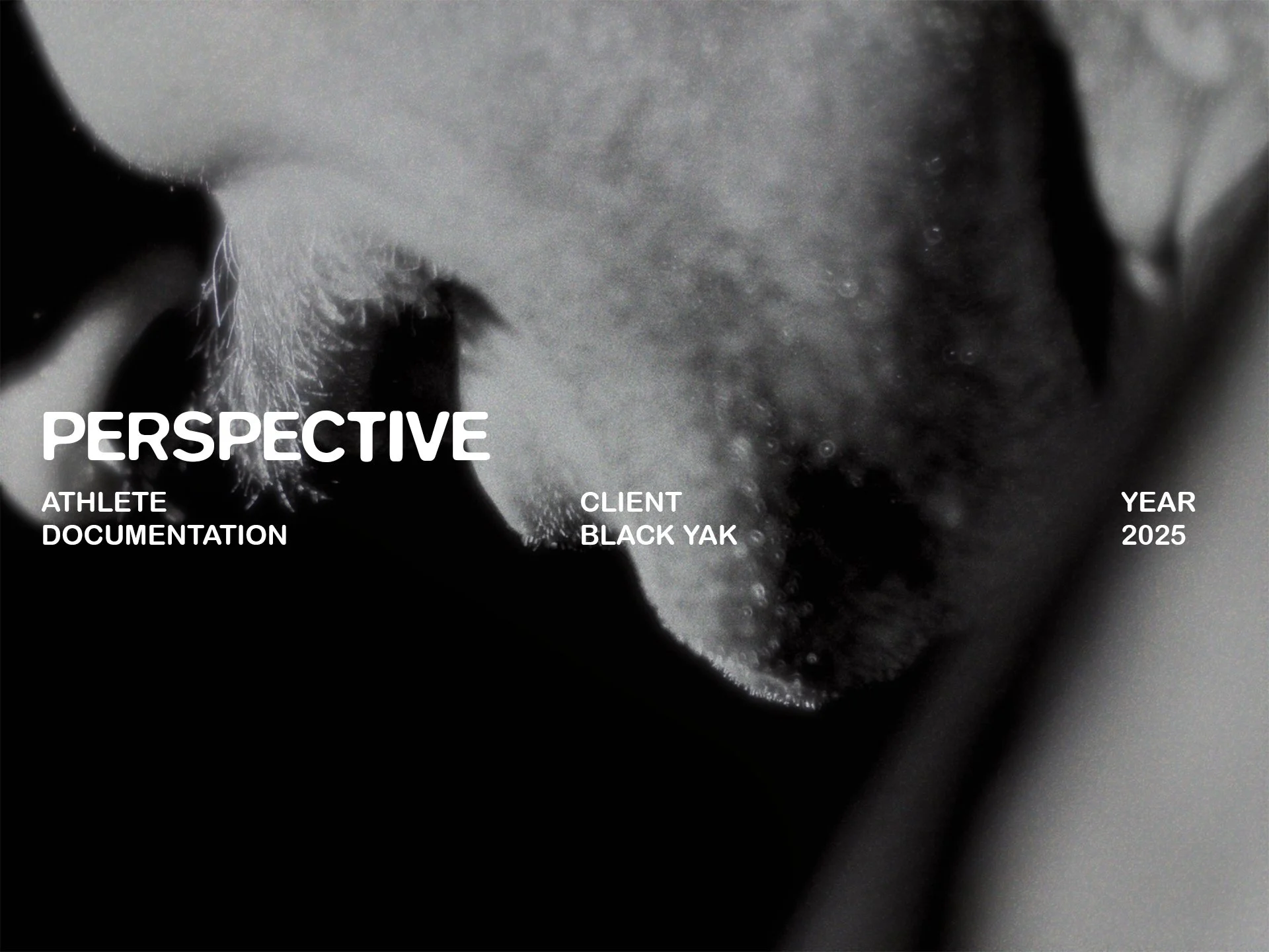 BLACK YAK - PERSPECTIVE