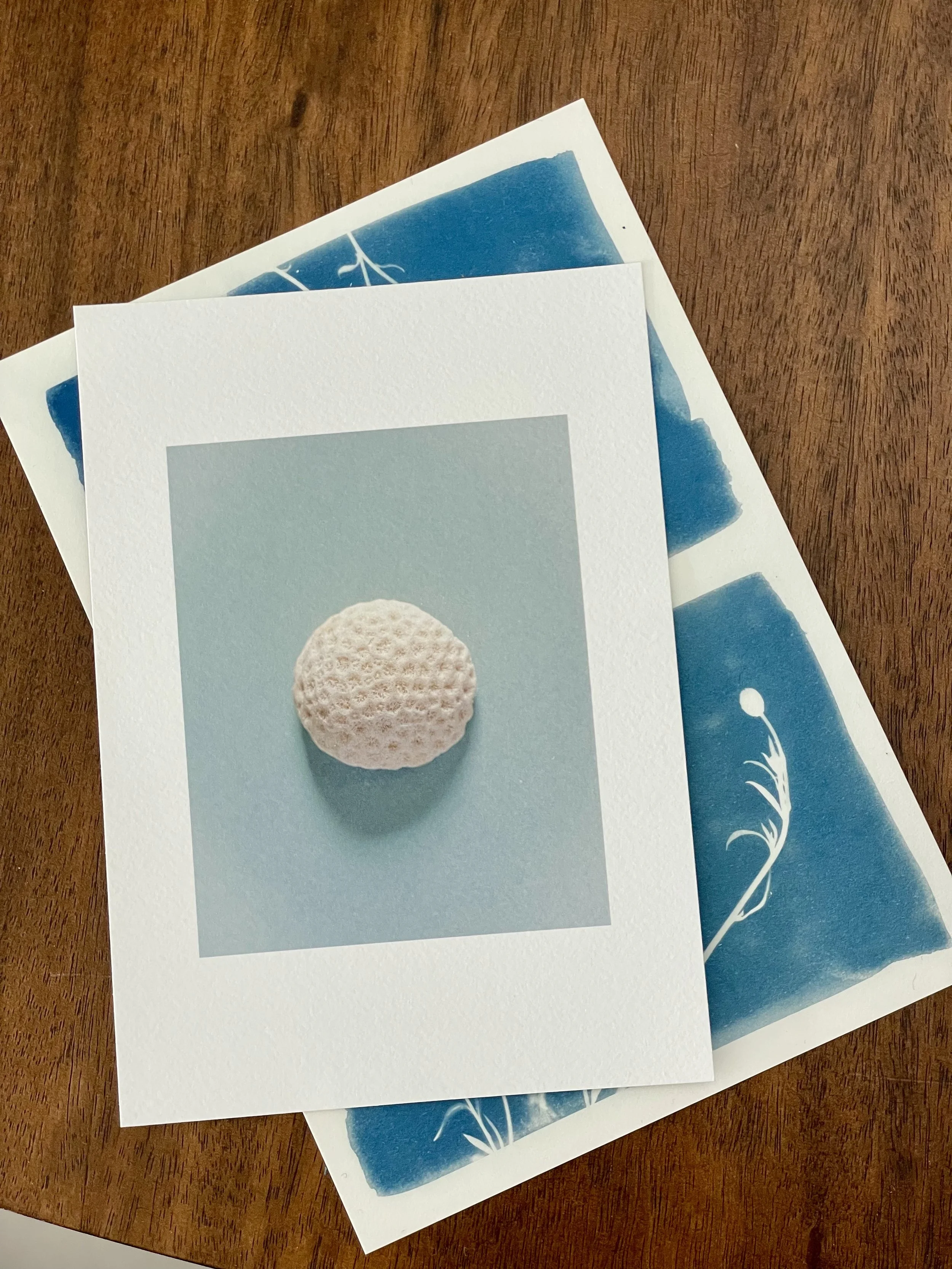 Brain Coral Mini Print