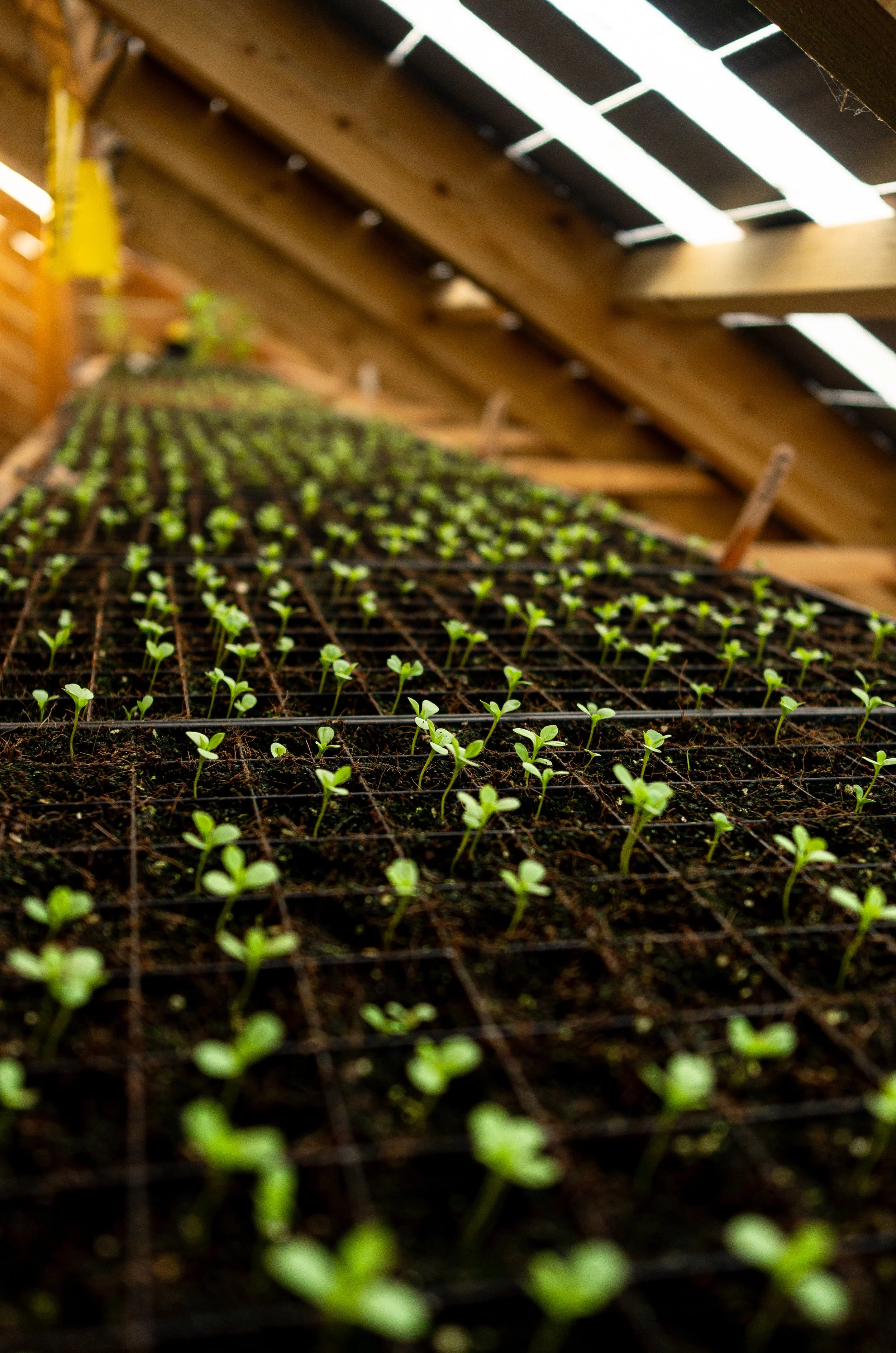 Rows of young seedlings growing in a greenhouse with a wooden roof and sunlight filtering through.