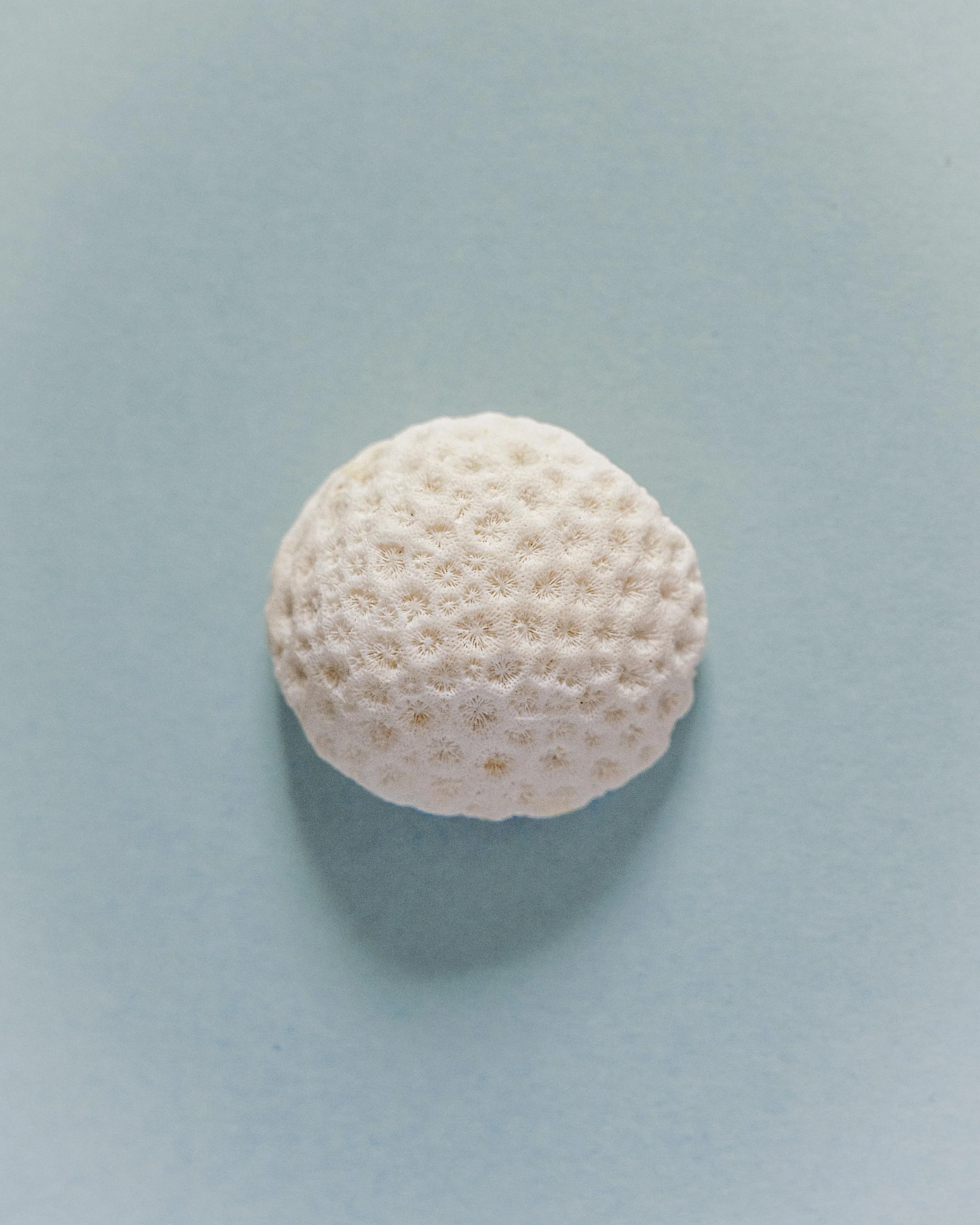 Brain Coral 5.jpg