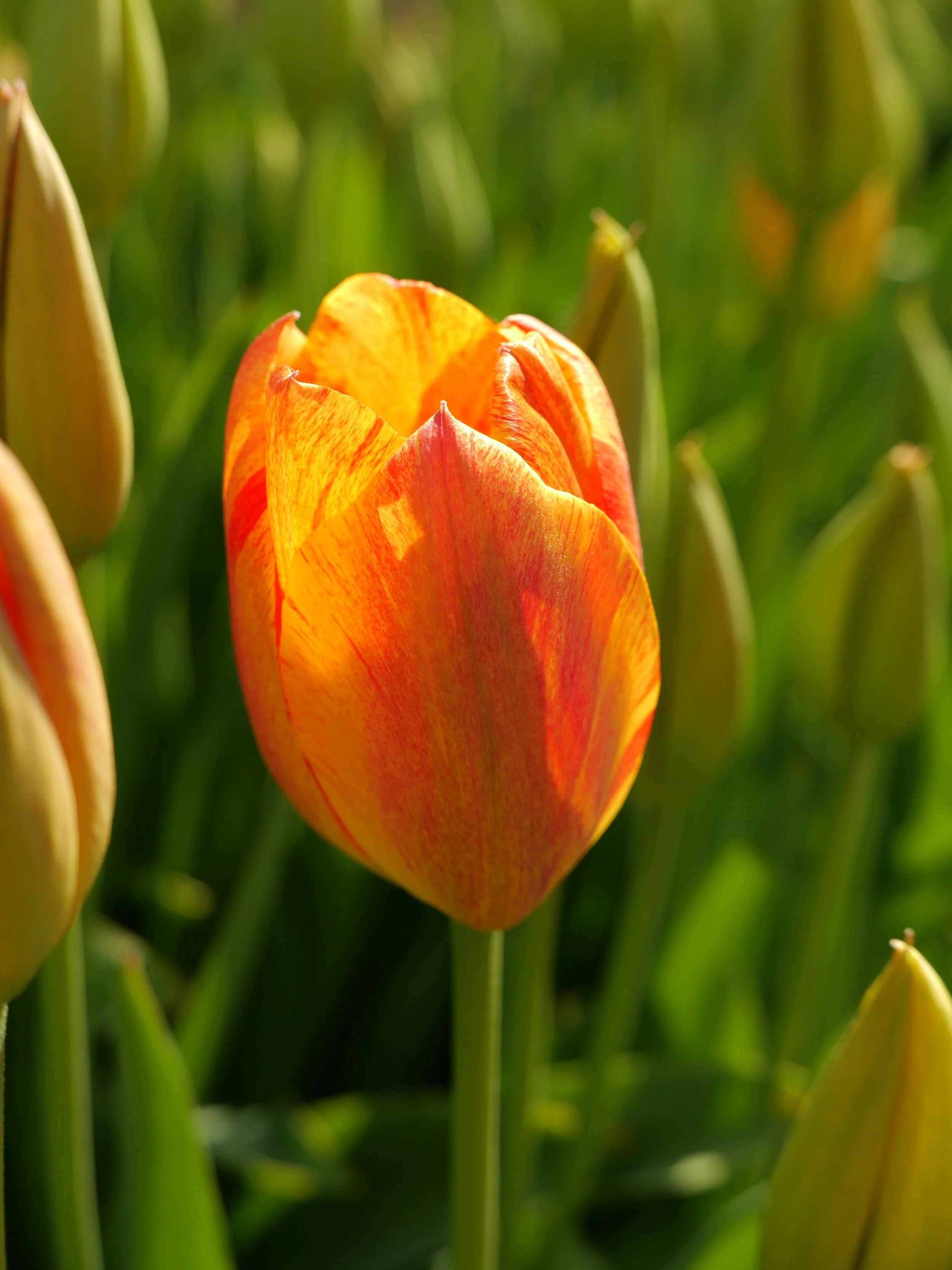Close-up of an orange and yellow tulip in a garden, surrounded by green tulip buds.