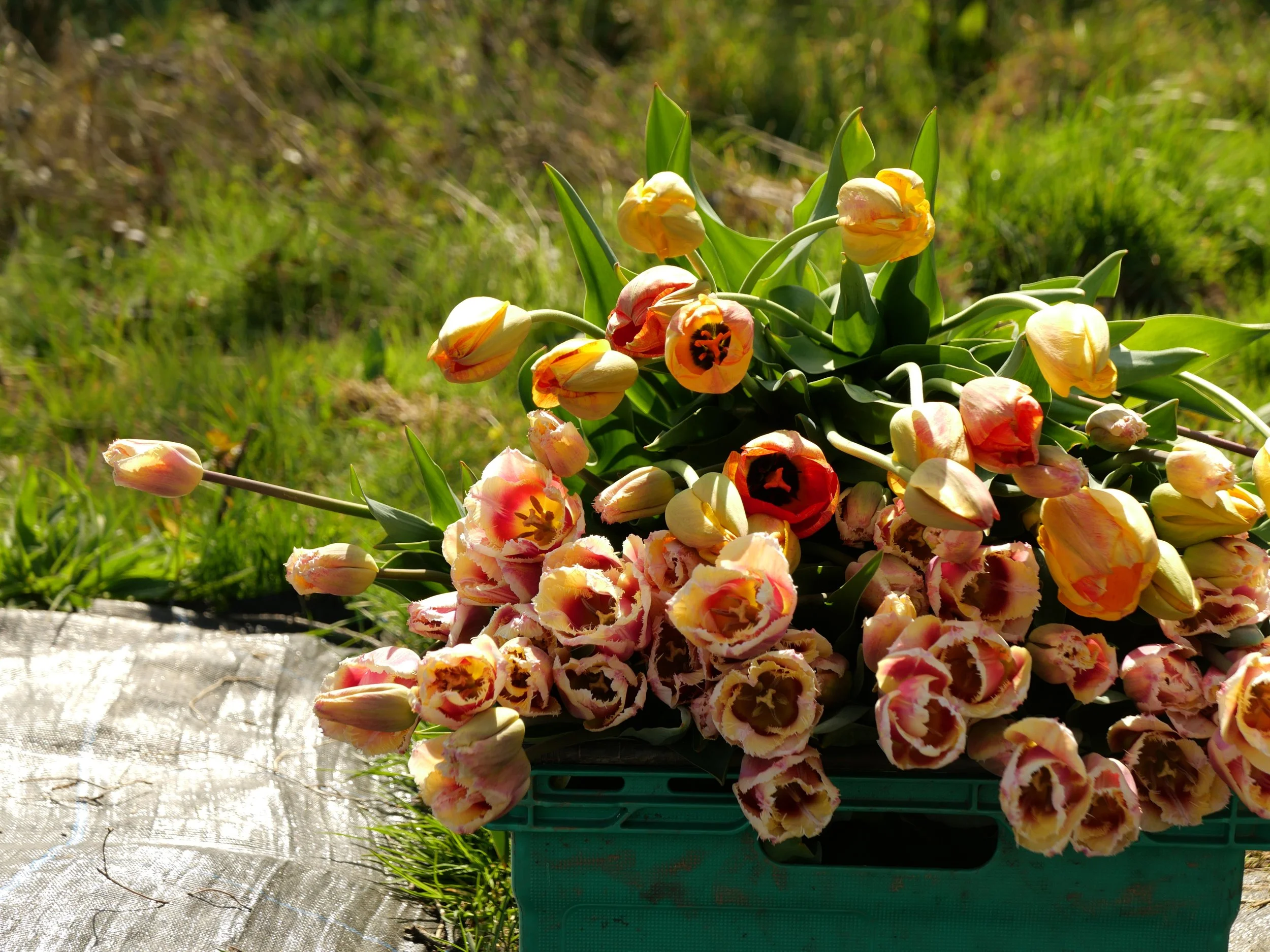 A bouquet of mixed pink and yellow tulips resting on a green container outdoors on grass.