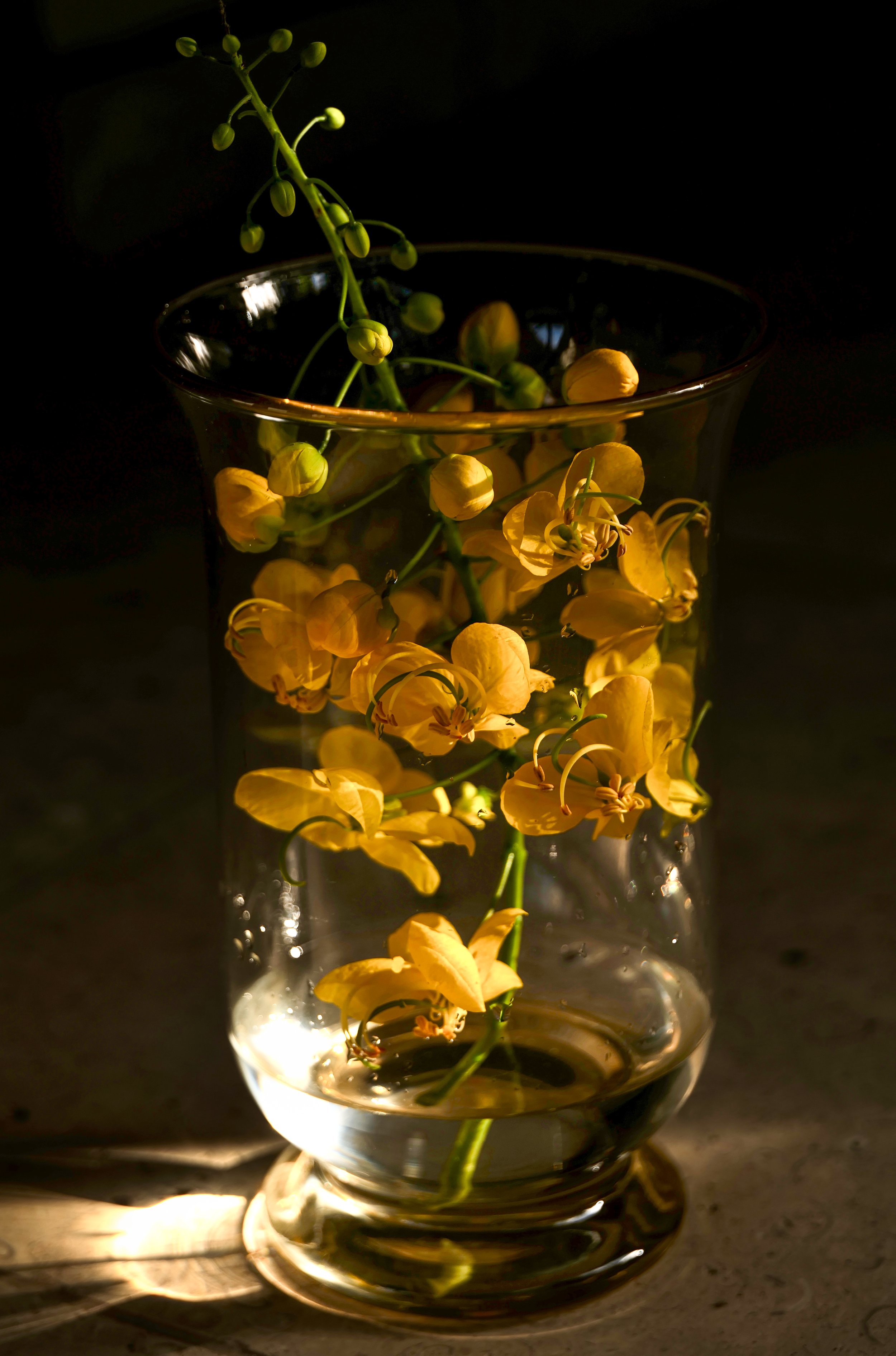 Yellow flower stems and buds in a clear glass vase filled with water, set on a surface with light shining on it, dark background.