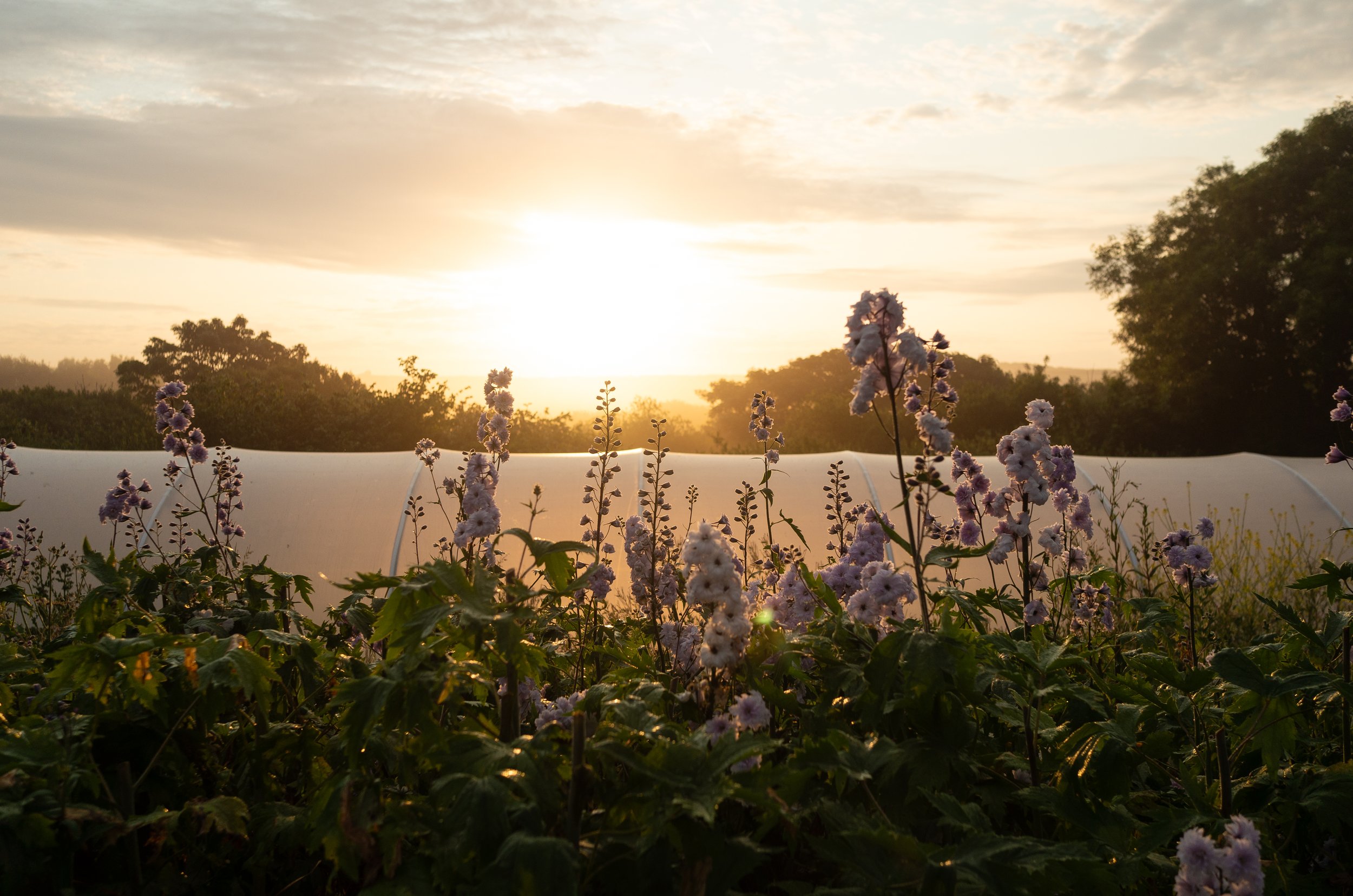 Petalon_June_2023_13.jpeg