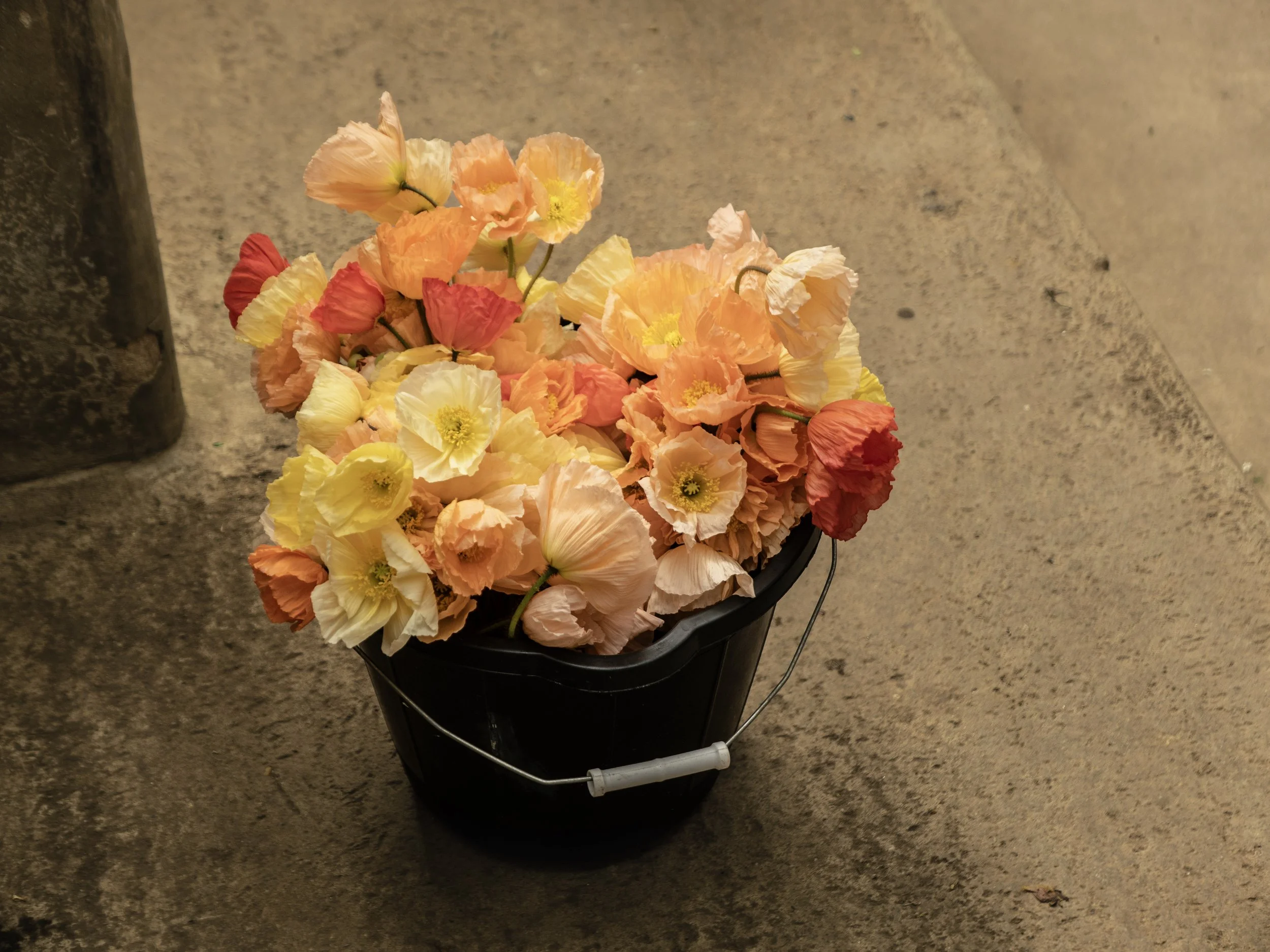A black bucket filled with pastel-colored poppy flowers on a concrete sidewalk.