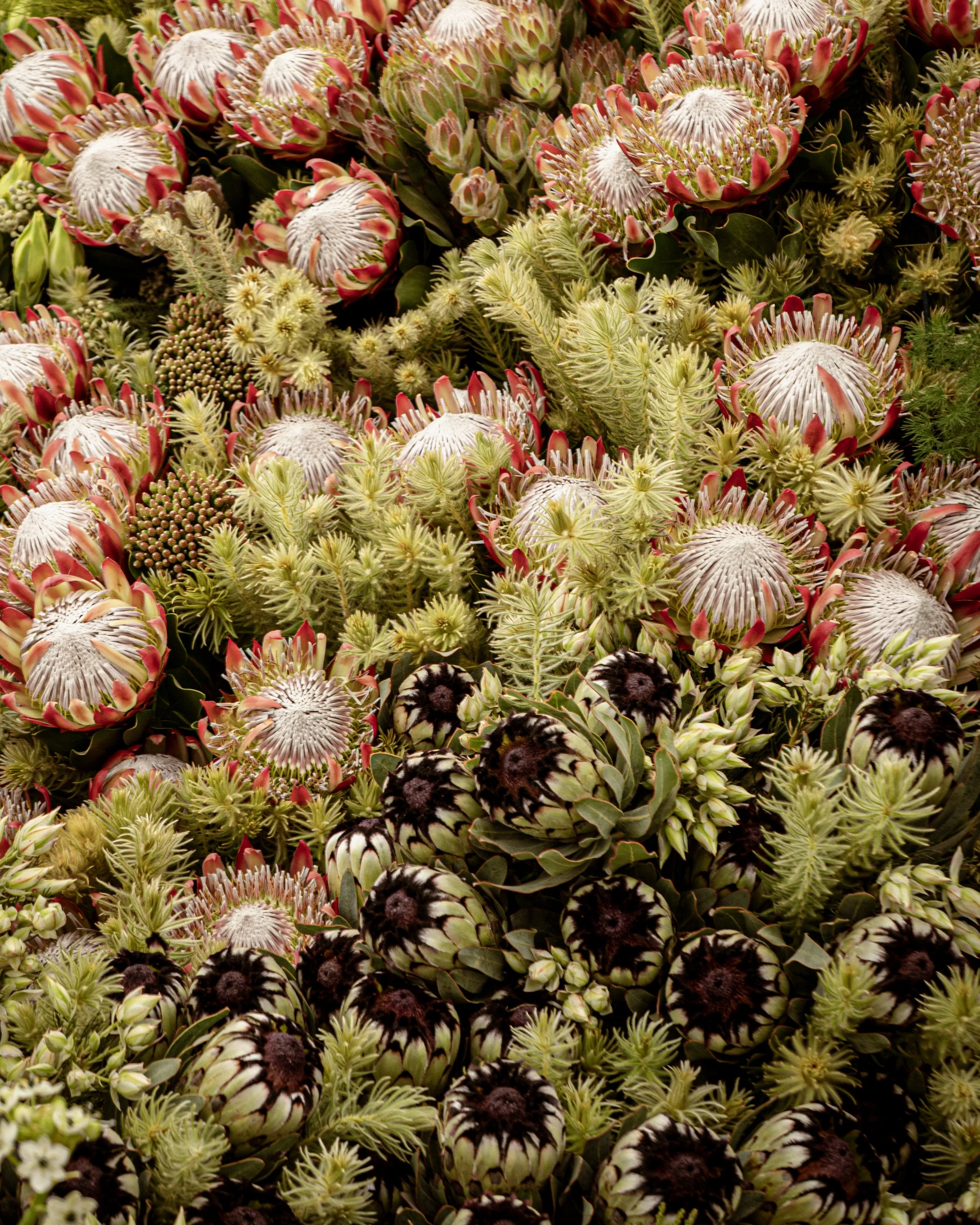 Close-up of various succulent plants, including large pink and white protea flowers and dark purple and green buds.