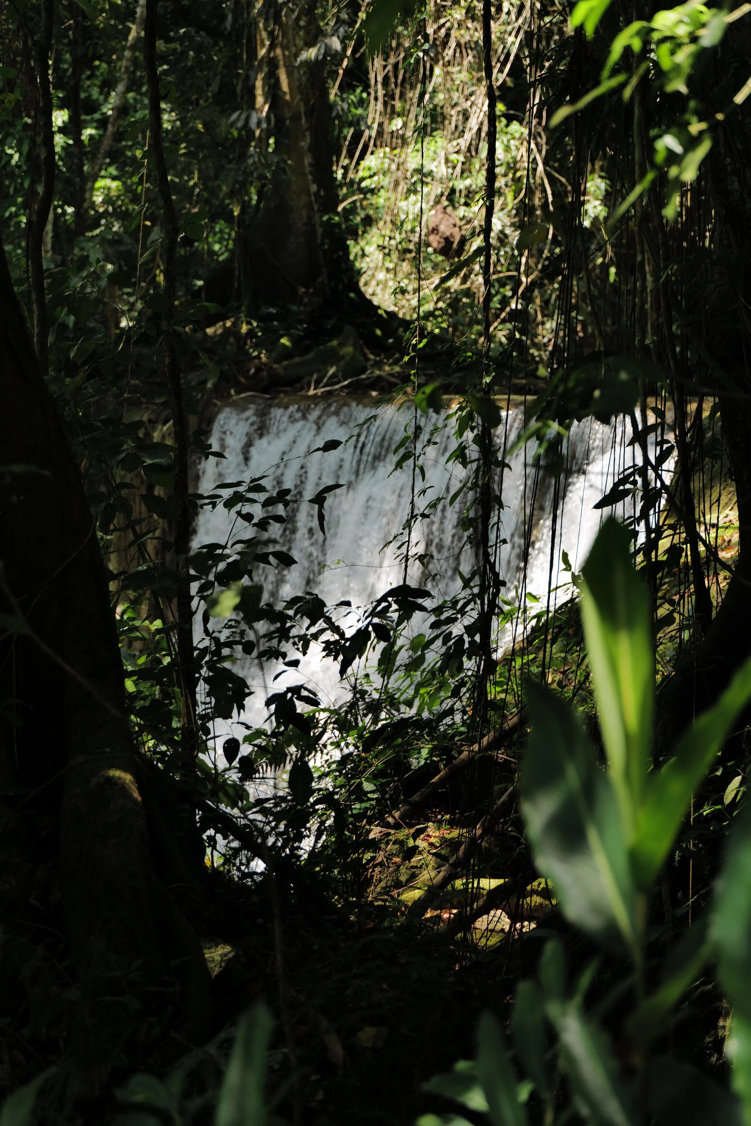 YS Falls, Jamaica 2025