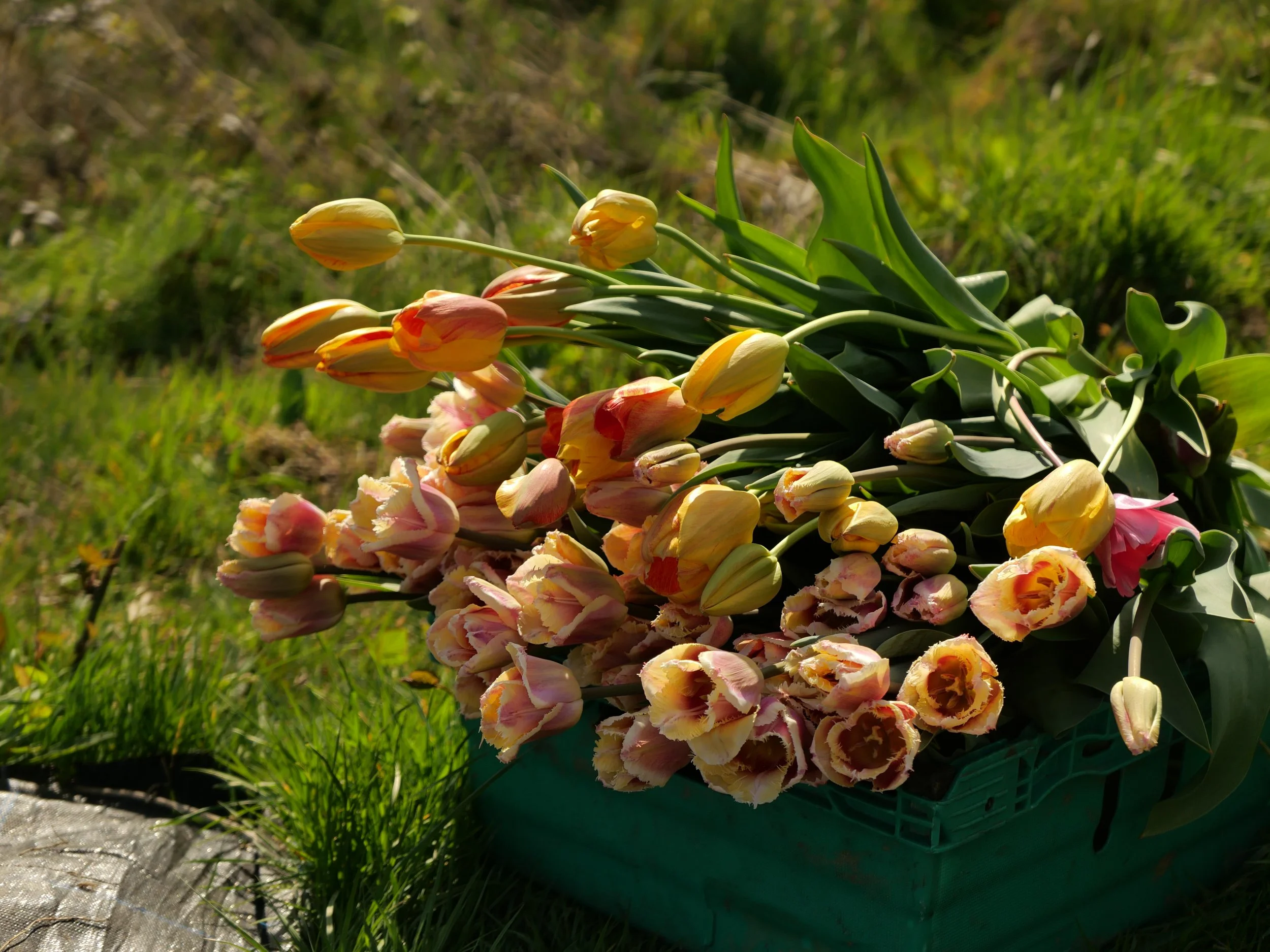 L1000577.JPG