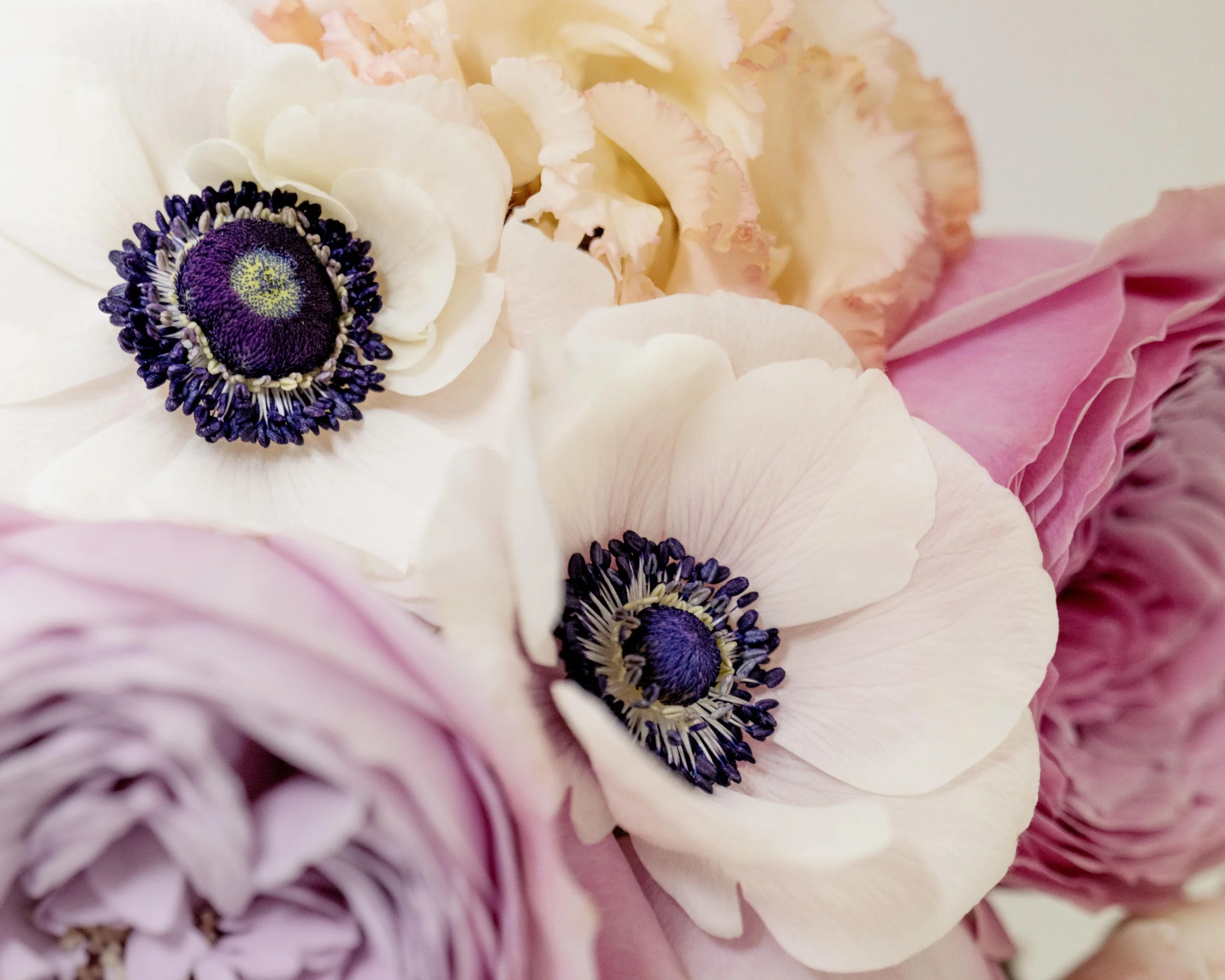 A close up of panda anenomes by Grand Cayman photographer and florist Elena McDonough.