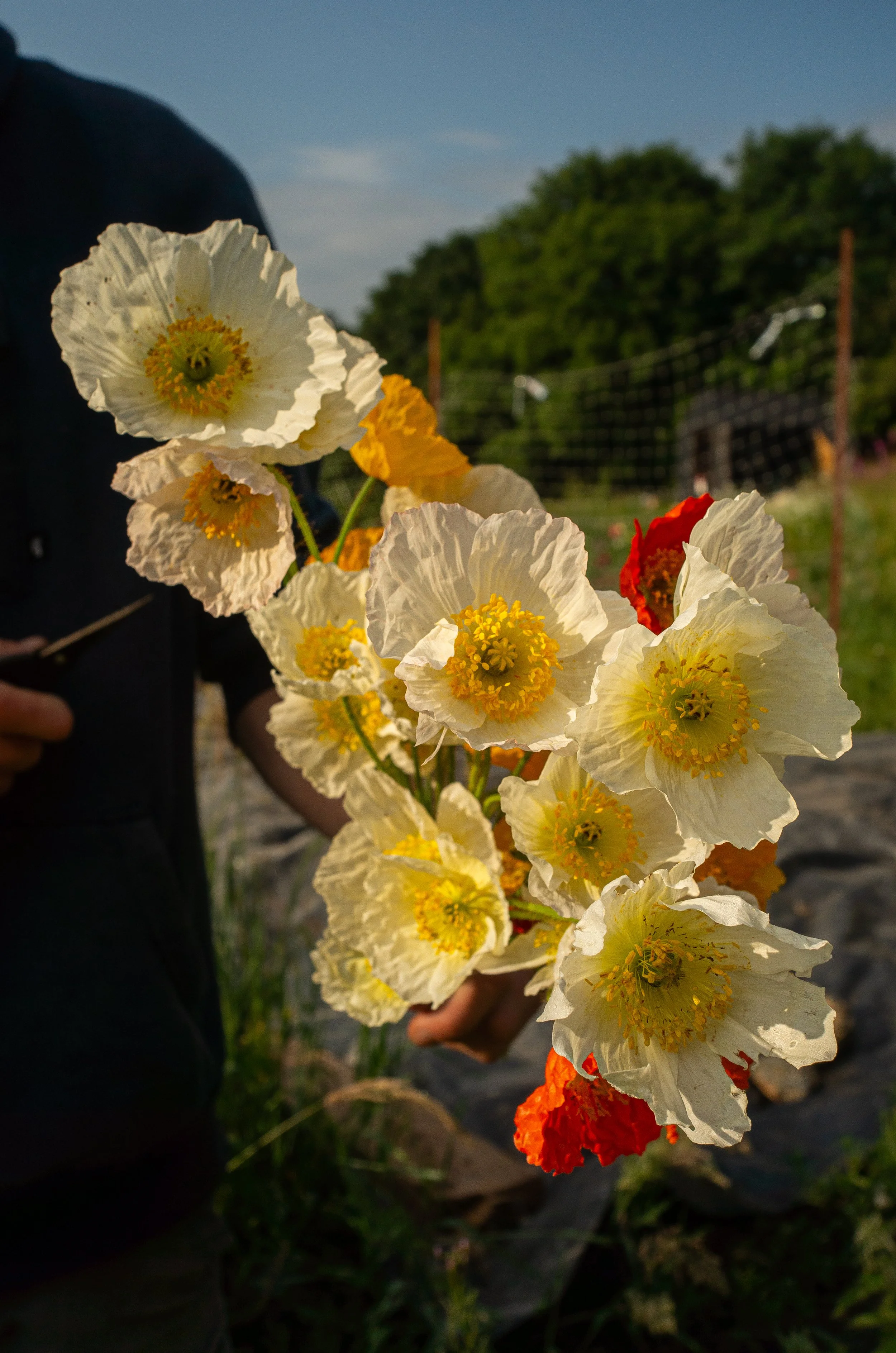 A person holding a bouquet of white and red flowers with green stems outdoors against a background of greenery and a cloudy sky.