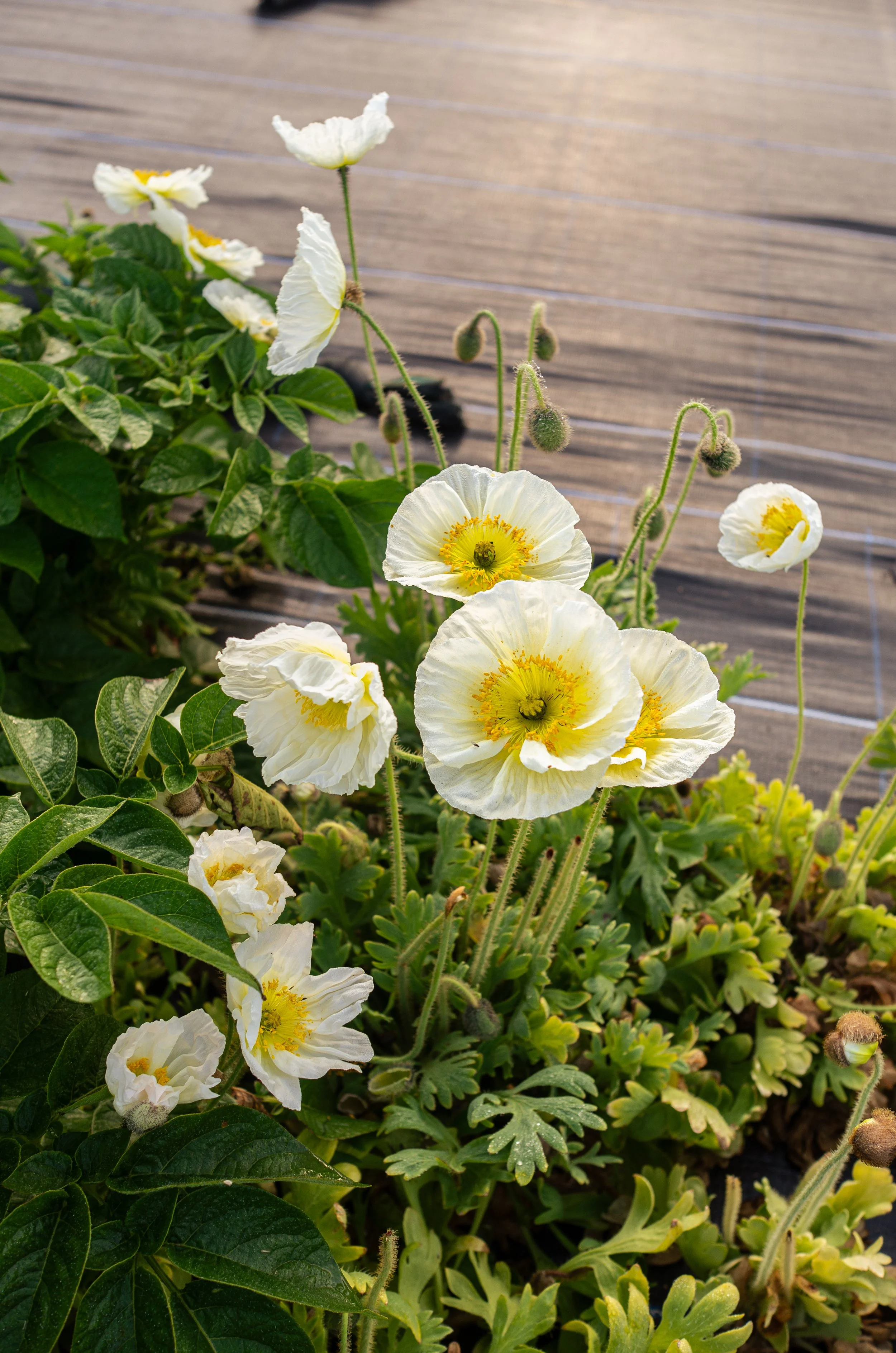 White and yellow poppy flowers blooming among green foliage on a wooden surface.