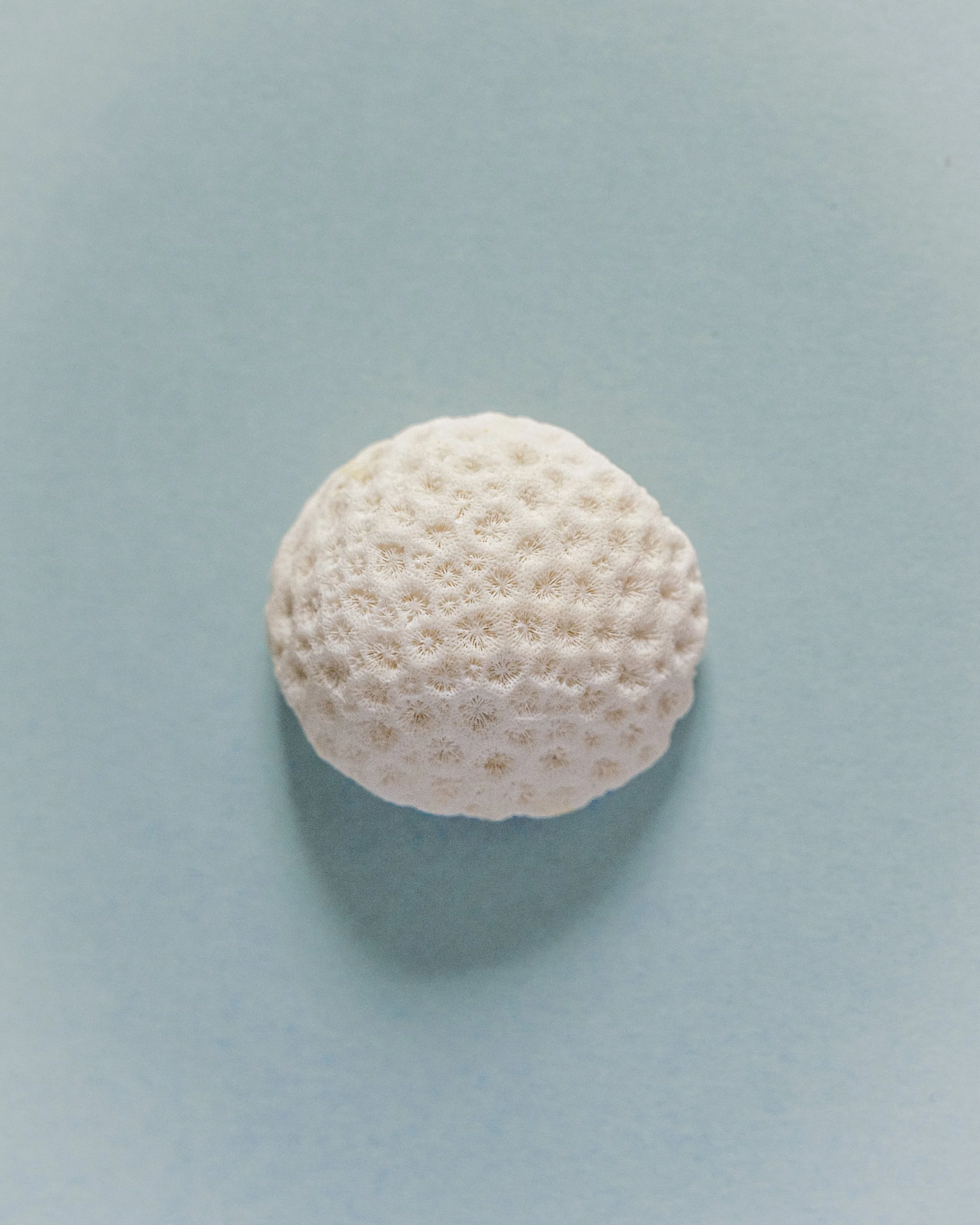 Brain Coral 6.jpg