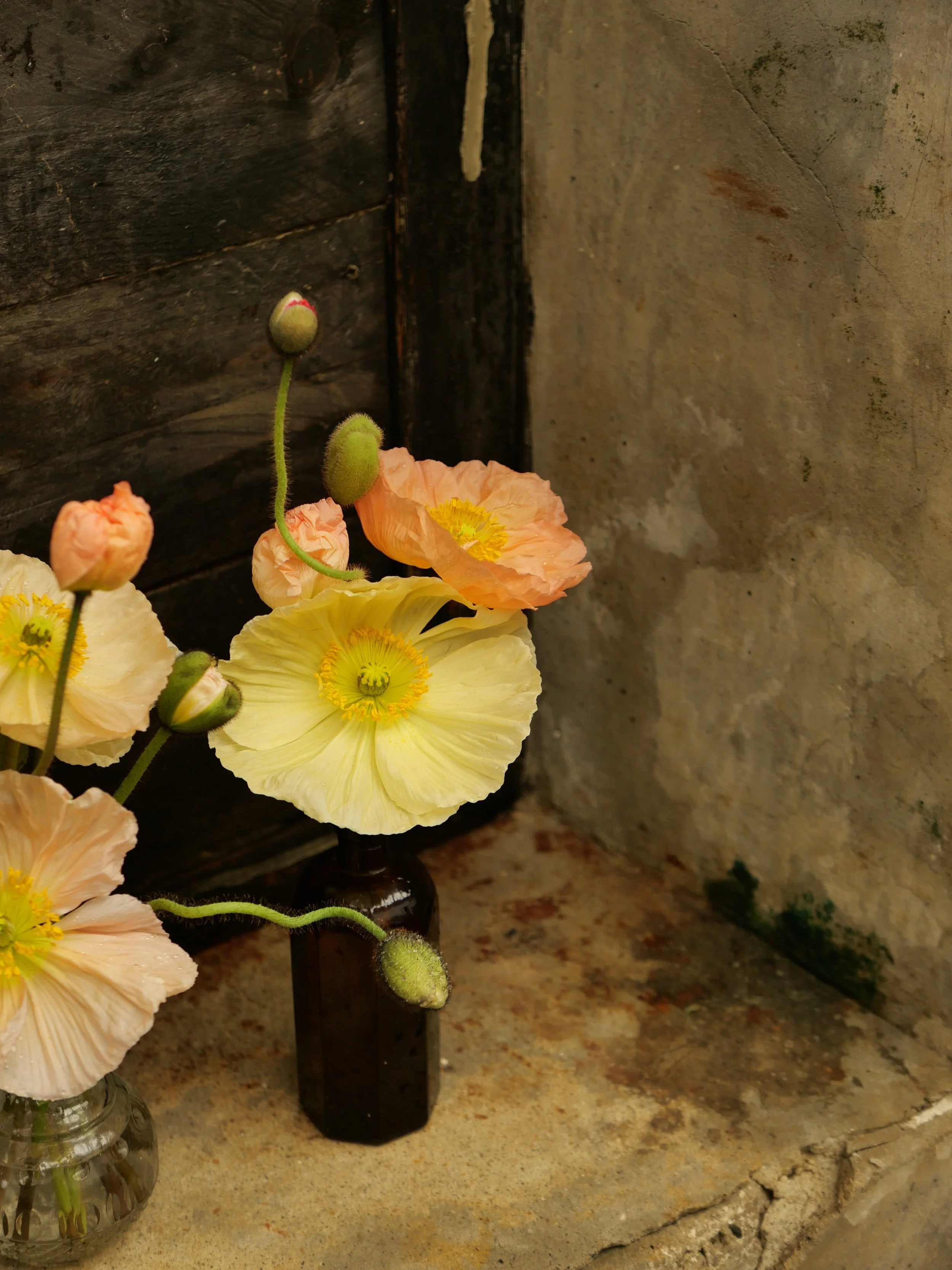 A small bouquet of pastel poppy flowers in a dark brown bottle on a rustic surface against a textured wall.