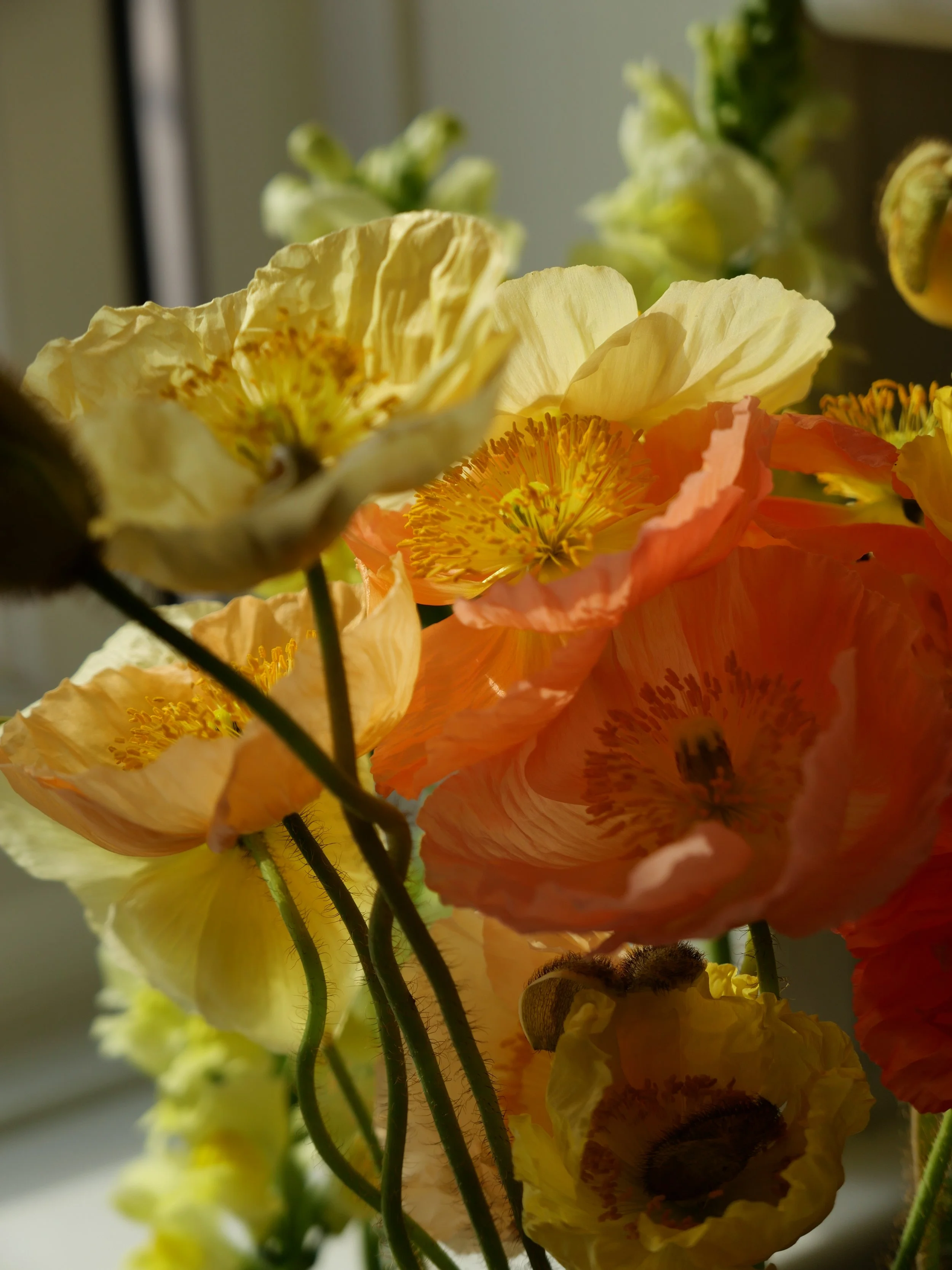 Close-up of a bouquet of yellow and peach poppies with bees inside some of the flowers.