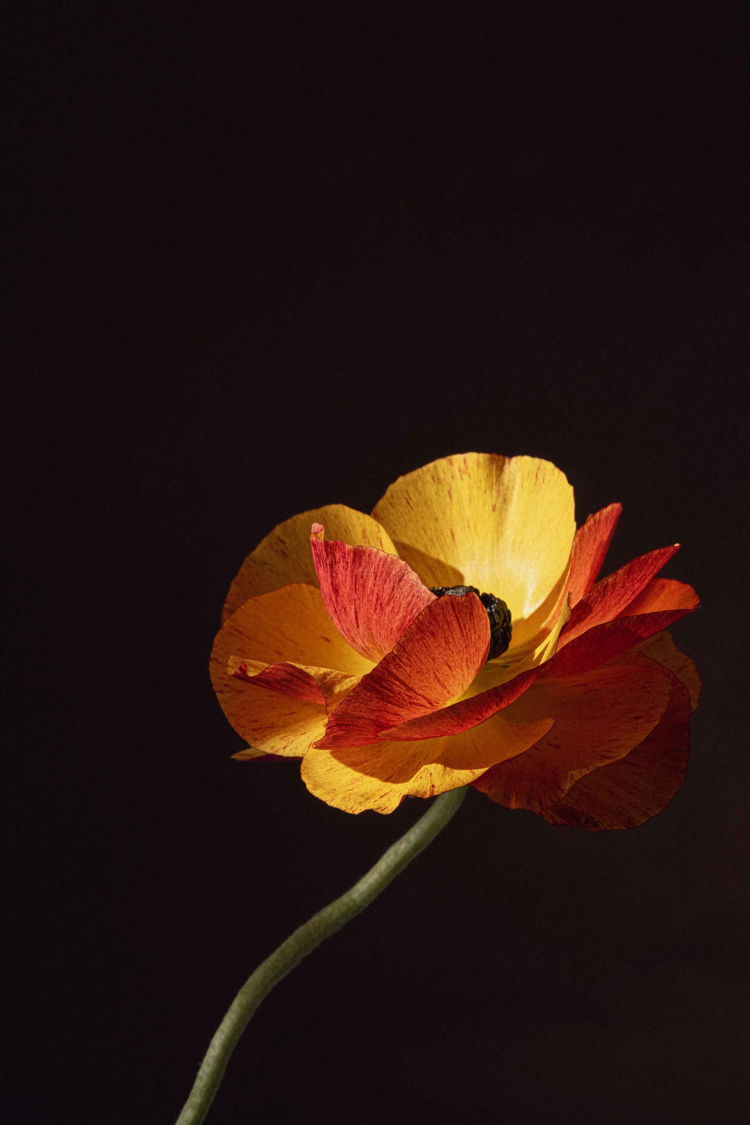 Ranunculus.jpg