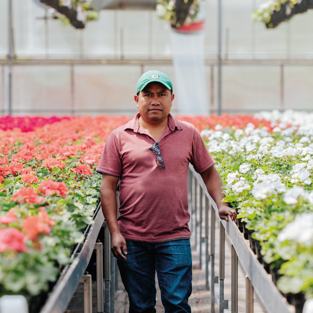 Depuis 18 ans, Sergio quitte sa famille pour venir travailler avec nous &agrave; la Ferme Grover. C&rsquo;est un grand privil&egrave;ge pour nous de le compter dans notre &eacute;quipe depuis toutes ces ann&eacute;es. 👏

Sergio est dot&eacute; d&rsq