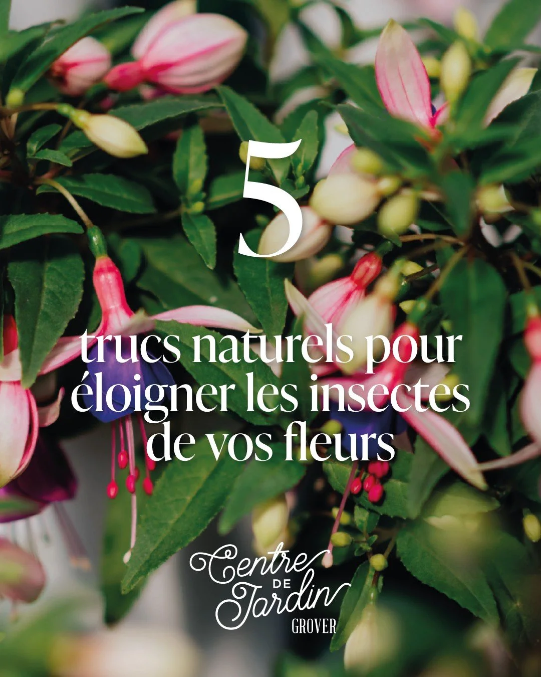 Comment &eacute;loigner les insectes ? 🐛
Pas besoin de produits chimiques pour avoir des fleurs en sant&eacute;! 🌿

Pucerons, moustiques et autres petites bibittes peuvent g&acirc;cher votre patio, mais la nature a d&eacute;j&agrave; tout pr&eacute