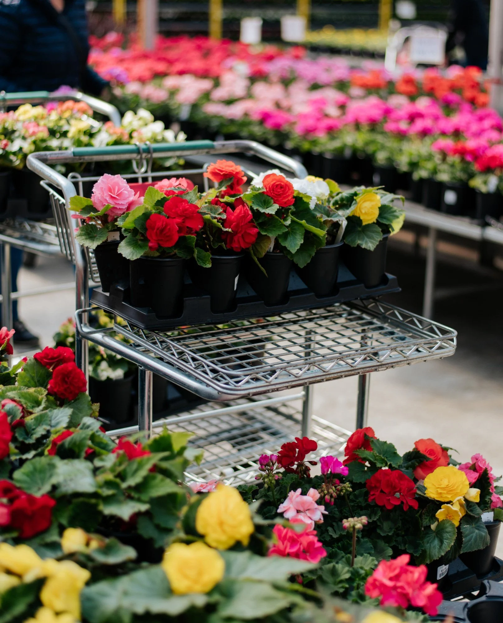 On a tous nos classiques, notre valeur s&ucirc;re! 🌼
On veut savoir: quelle est LA fleur que vous plantez chaque ann&eacute;e sans exception?

We all have our classics, our go-to! 🌼
We want to know: what's the ONE flower you plant every single year