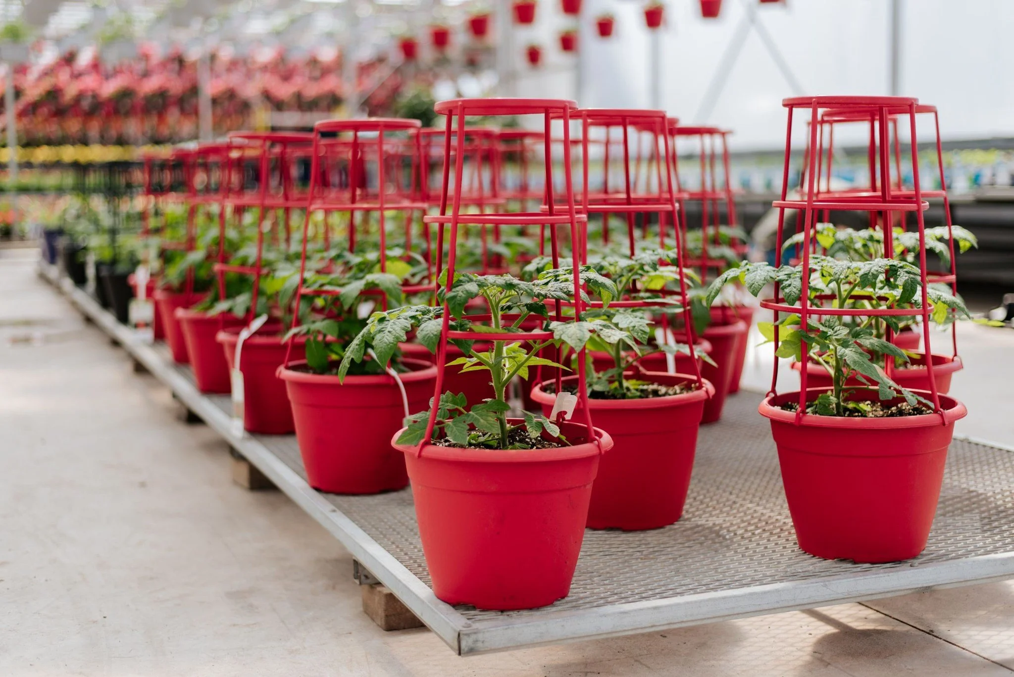 🍅 Avez-vous plant&eacute; vos tomates? Quelques astuces de notre &eacute;quipe pour une belle r&eacute;colte : arrosez en profondeur, exposez au soleil maximum, et mettez du paillis &agrave; la base. On a tout ce qu'il vous faut en magasin pour assu