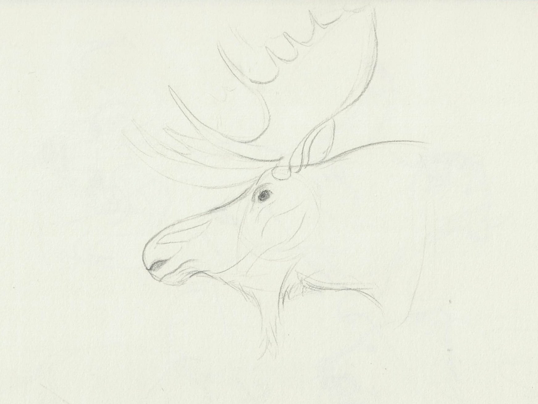 Capturing Movement - Animals