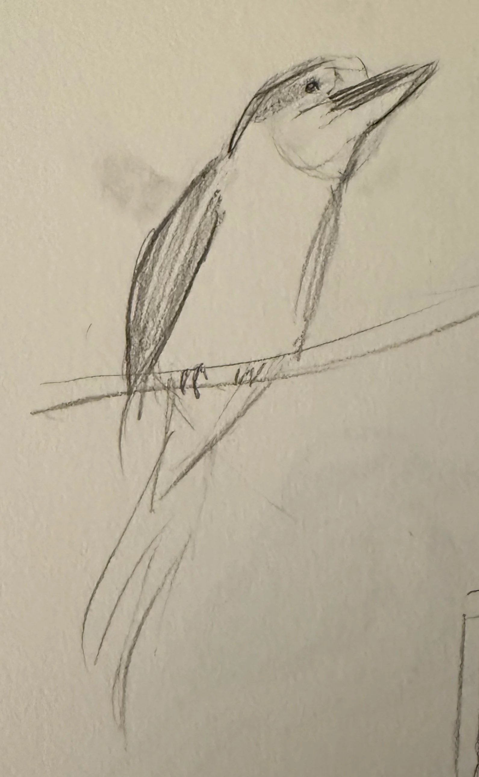 Kookaburra Sketch.jpg