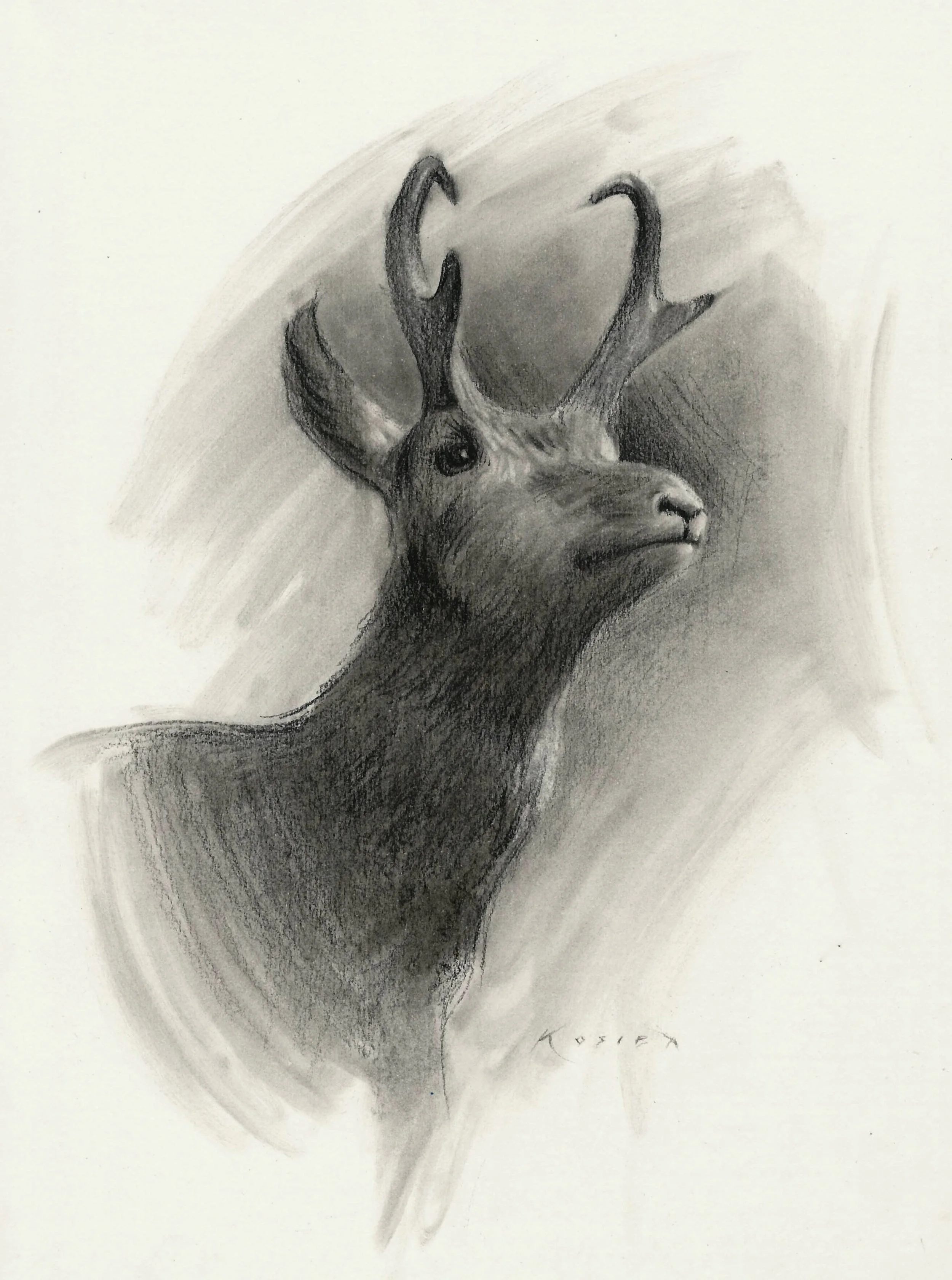Kosiba_Week7_Antelope.jpg