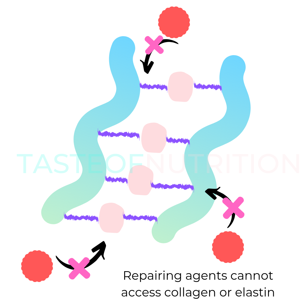 Copy of Copy of Collagen & Elastin Fibers - Copy.png