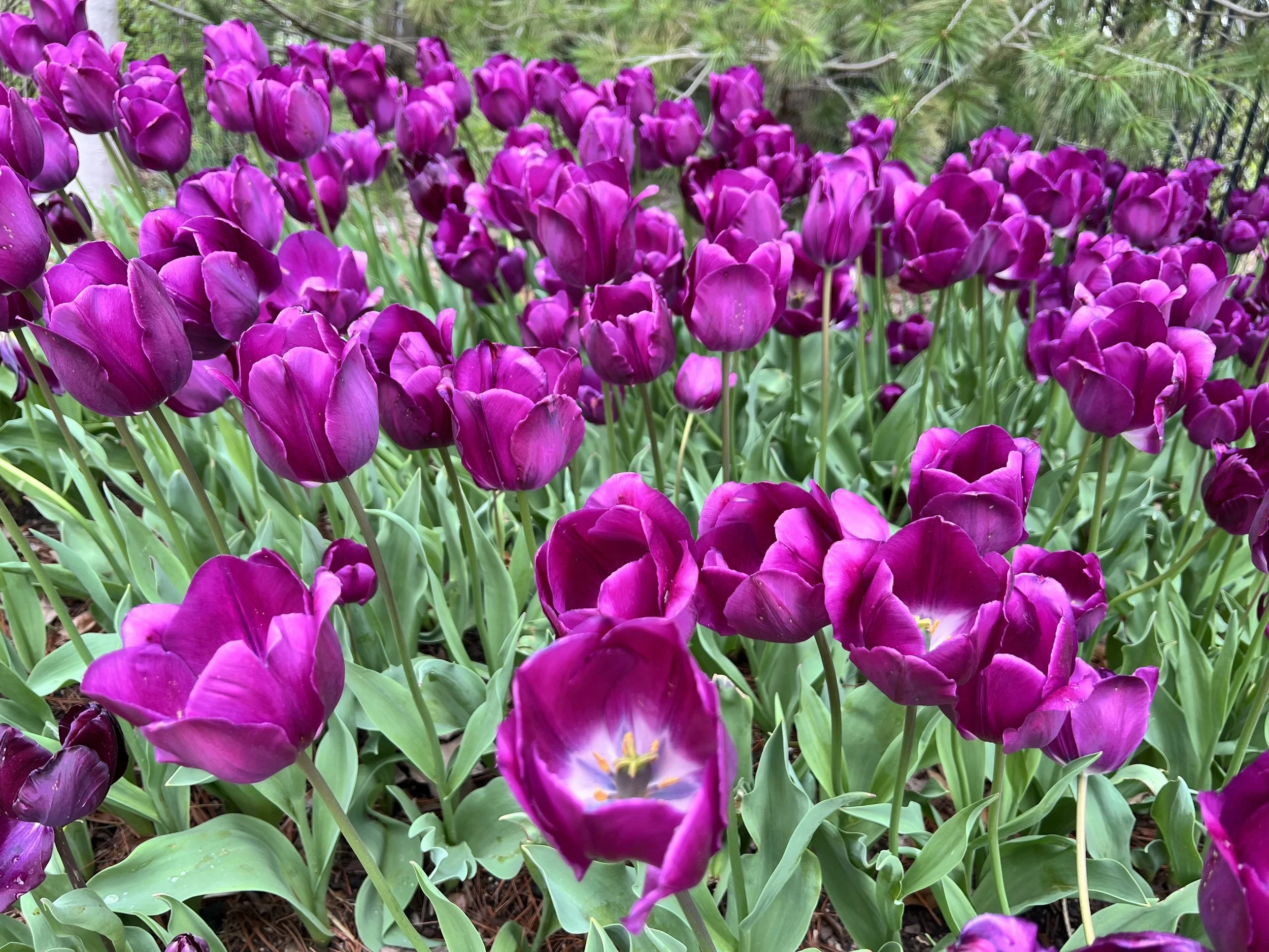 Purple tulips